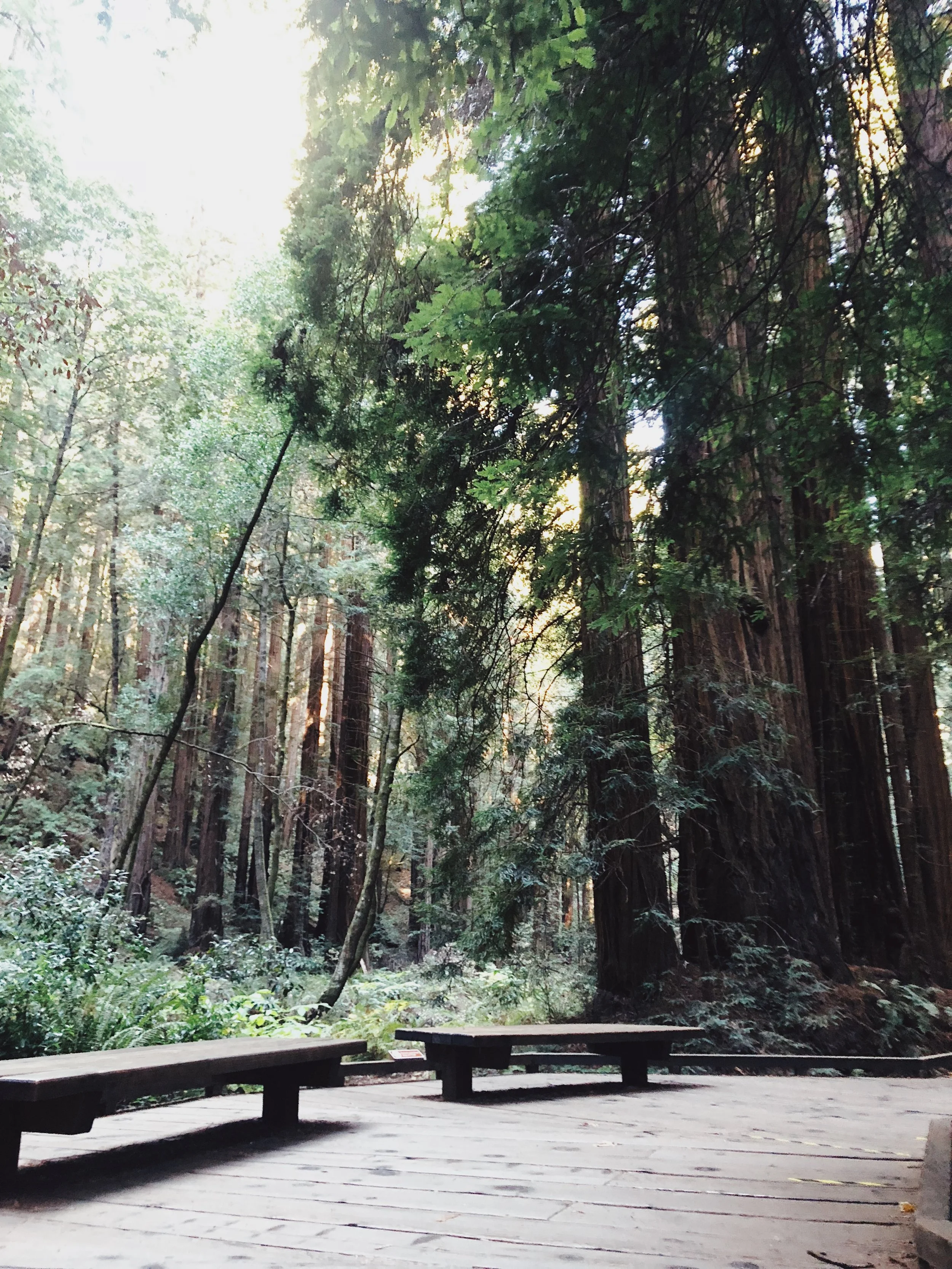 Muir Woods National Monument, Mill Valley, CA