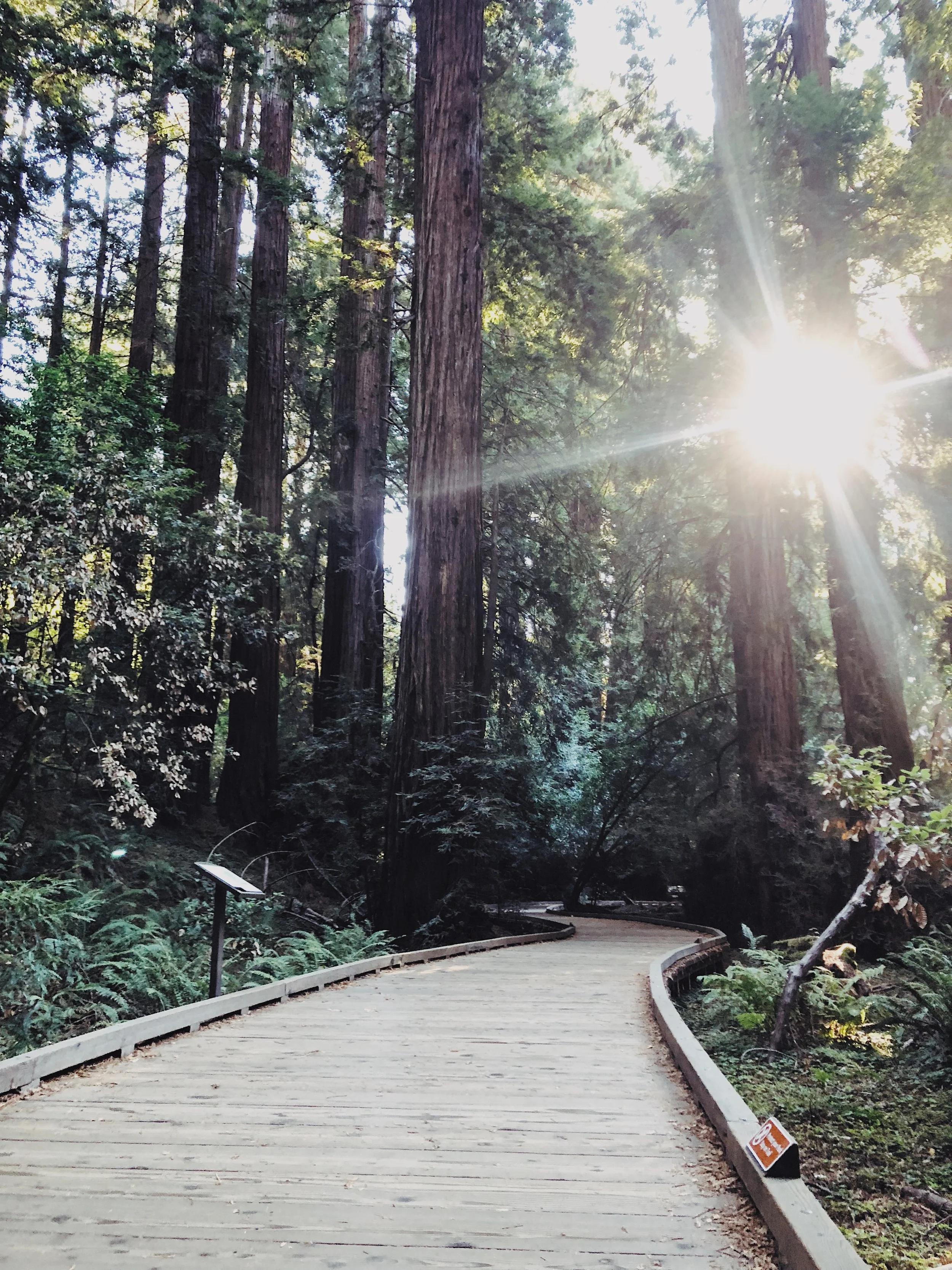 Muir Woods National Monument, Mill Valley, CA