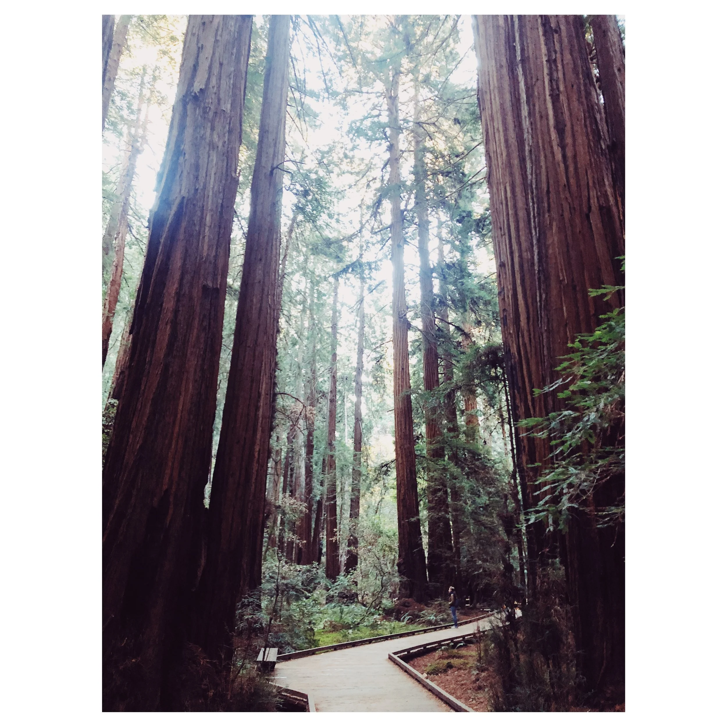 Muir Woods National Monument, Mill Valley, CA