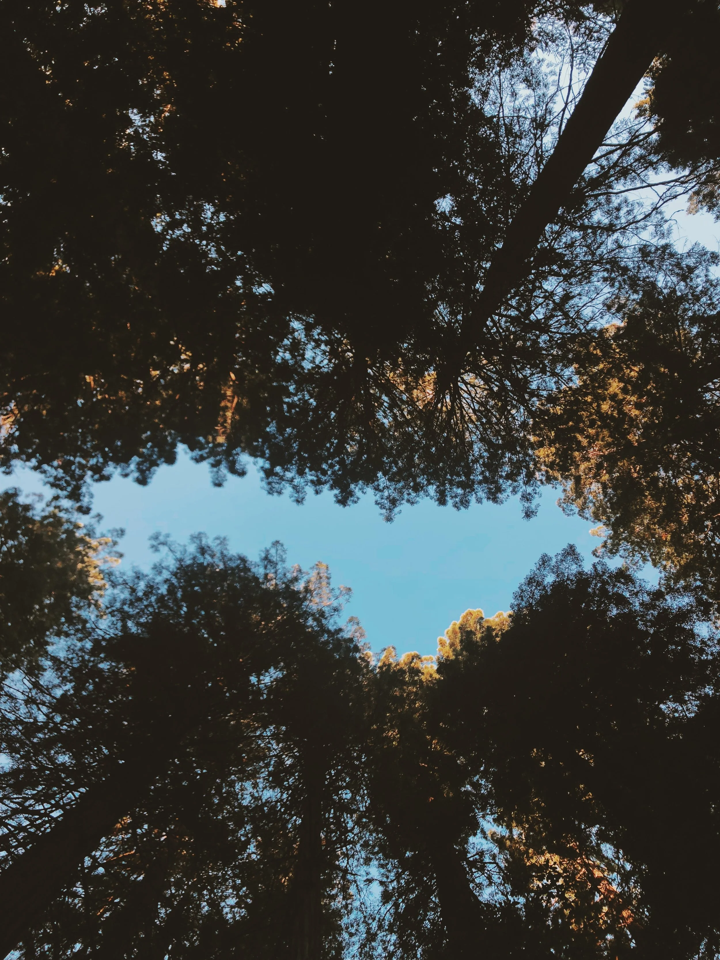 Muir Woods National Monument, Mill Valley, CA