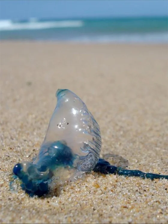 http://blogs.abc.net.au/queensland/2011/02/are-blue-bottles-left-or-right-handed.html?site=southqld&program=southern_queensland_drive