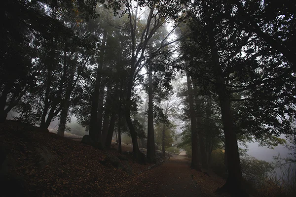 woods.jpg