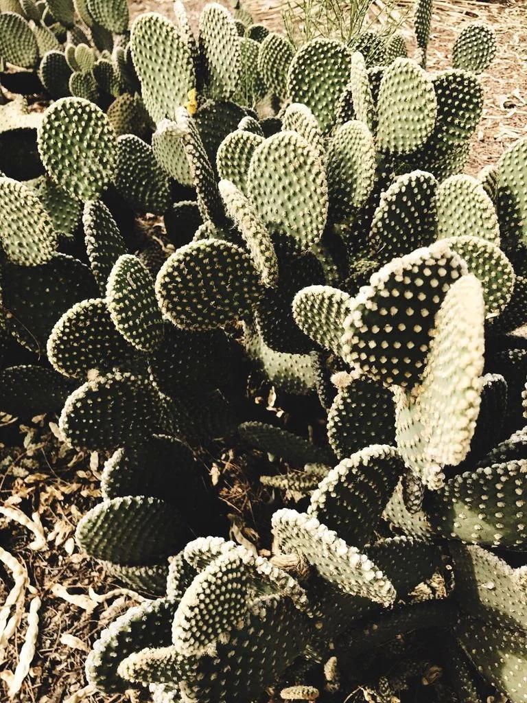 Led to the Desert