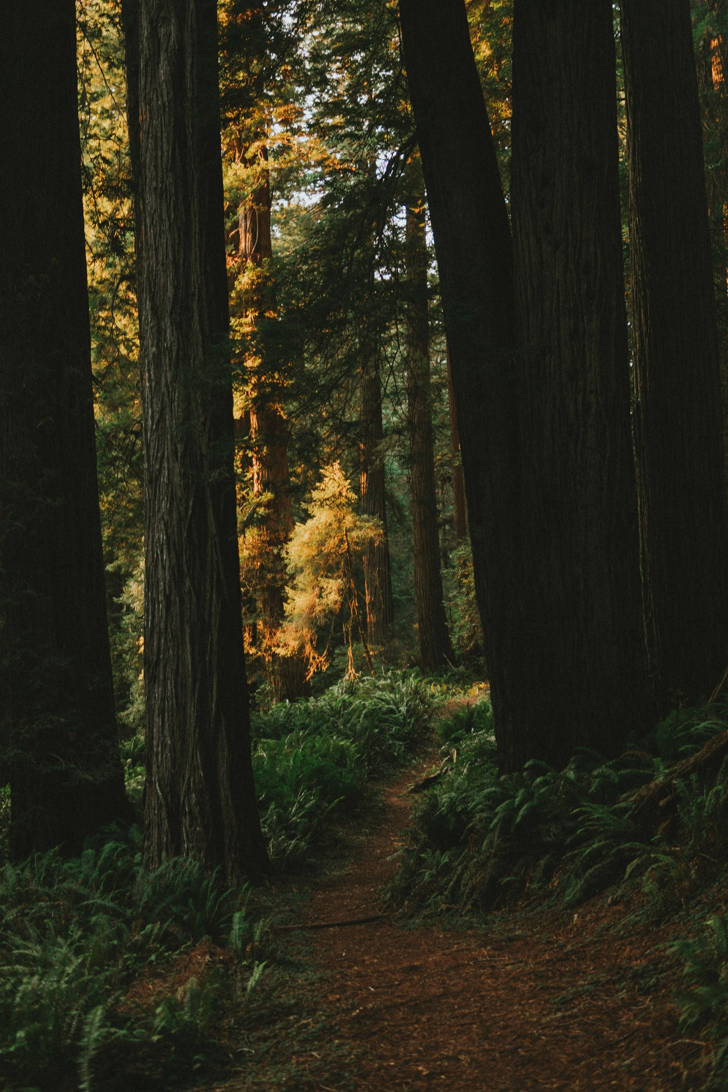 andrew-charney-570292-unsplash.jpg