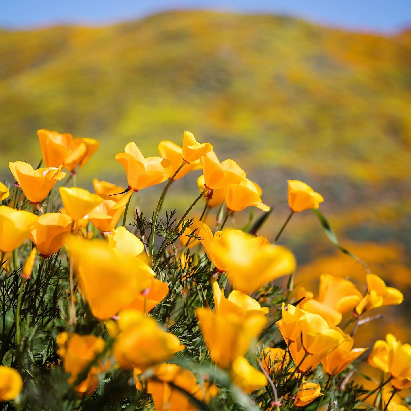 #coalitiondigital #superbloom #california #walkercanyon #poppyfields #californiapoppies #poppies