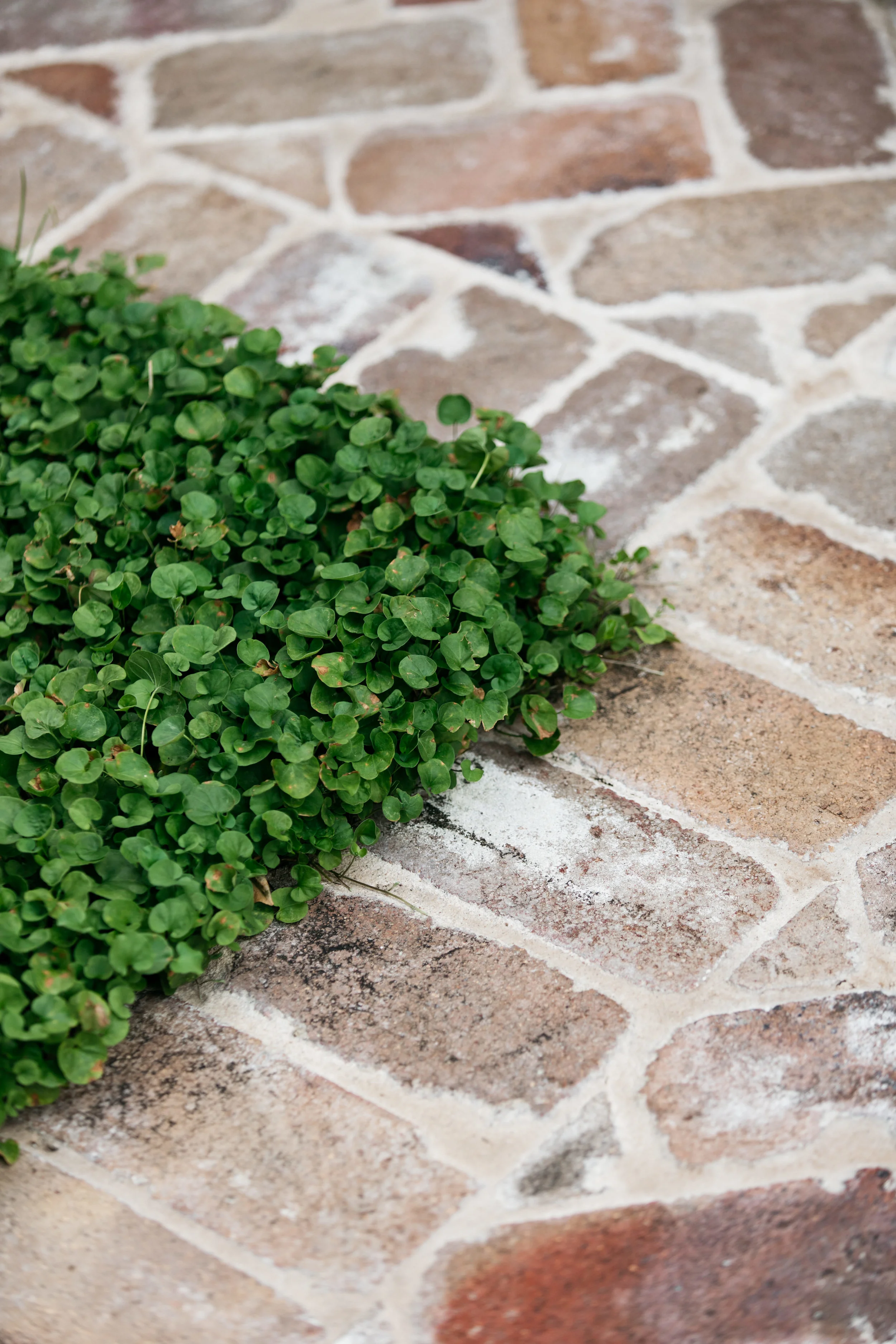 dichondra.jpg