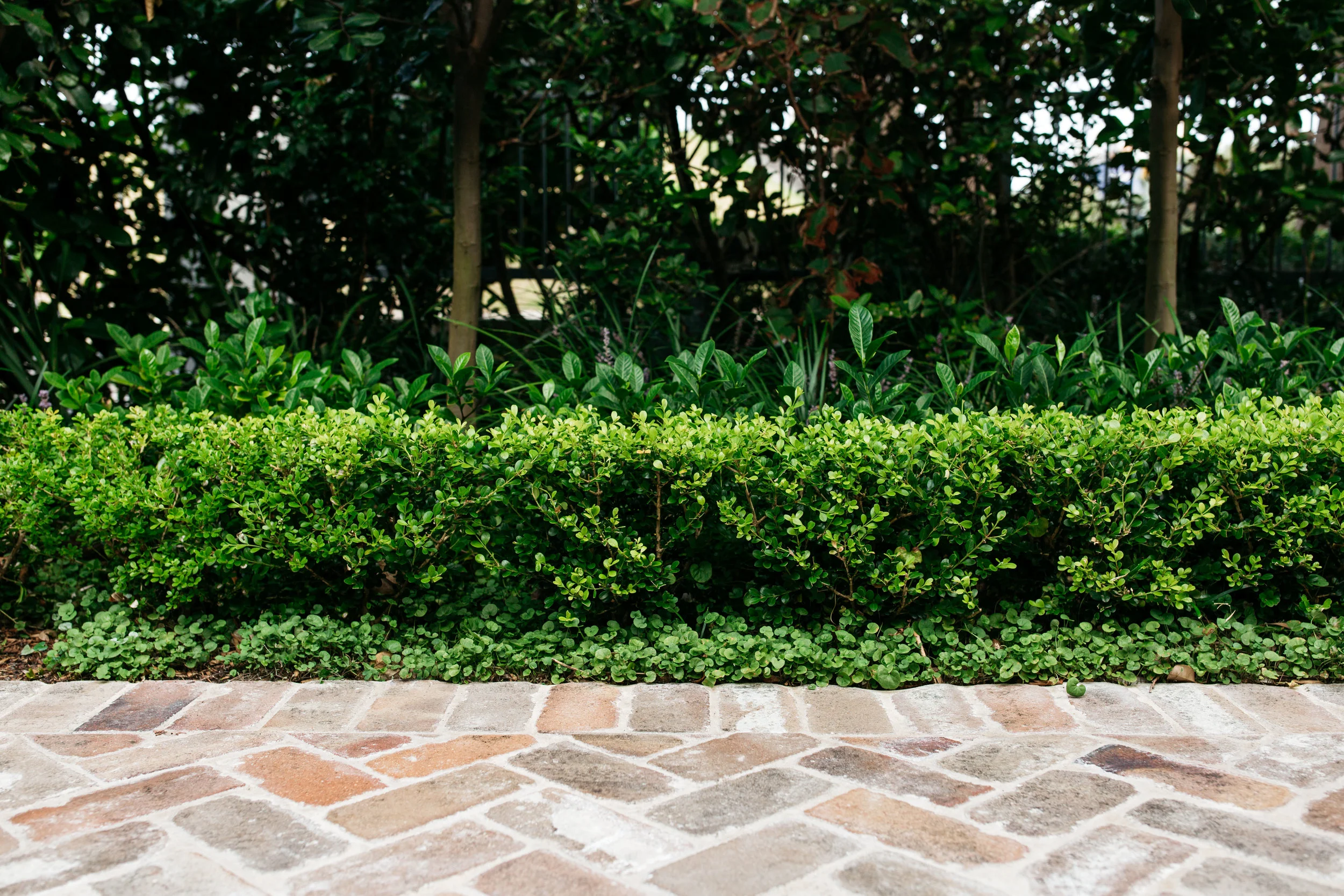garden hedging.jpg