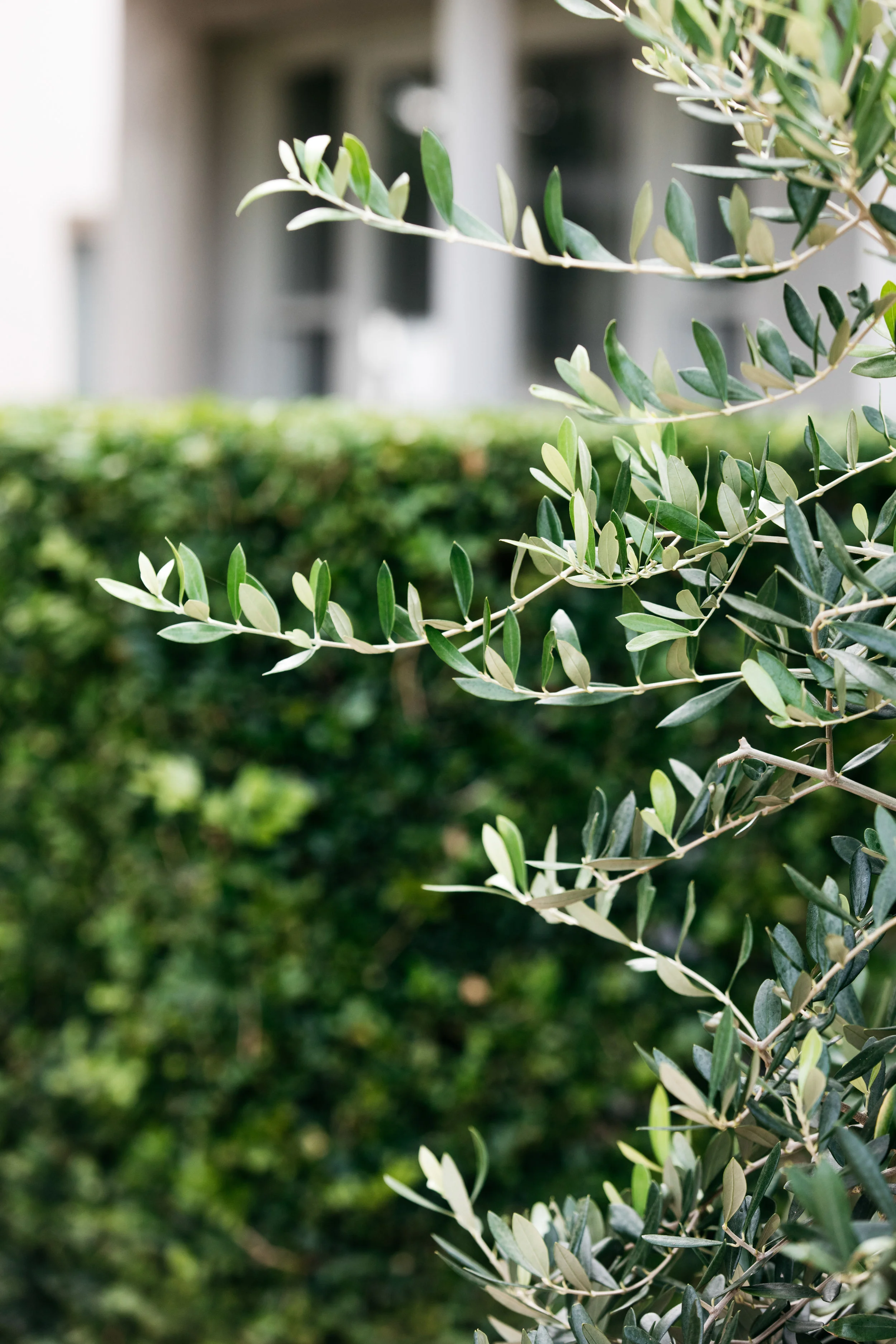 olive tree.jpg