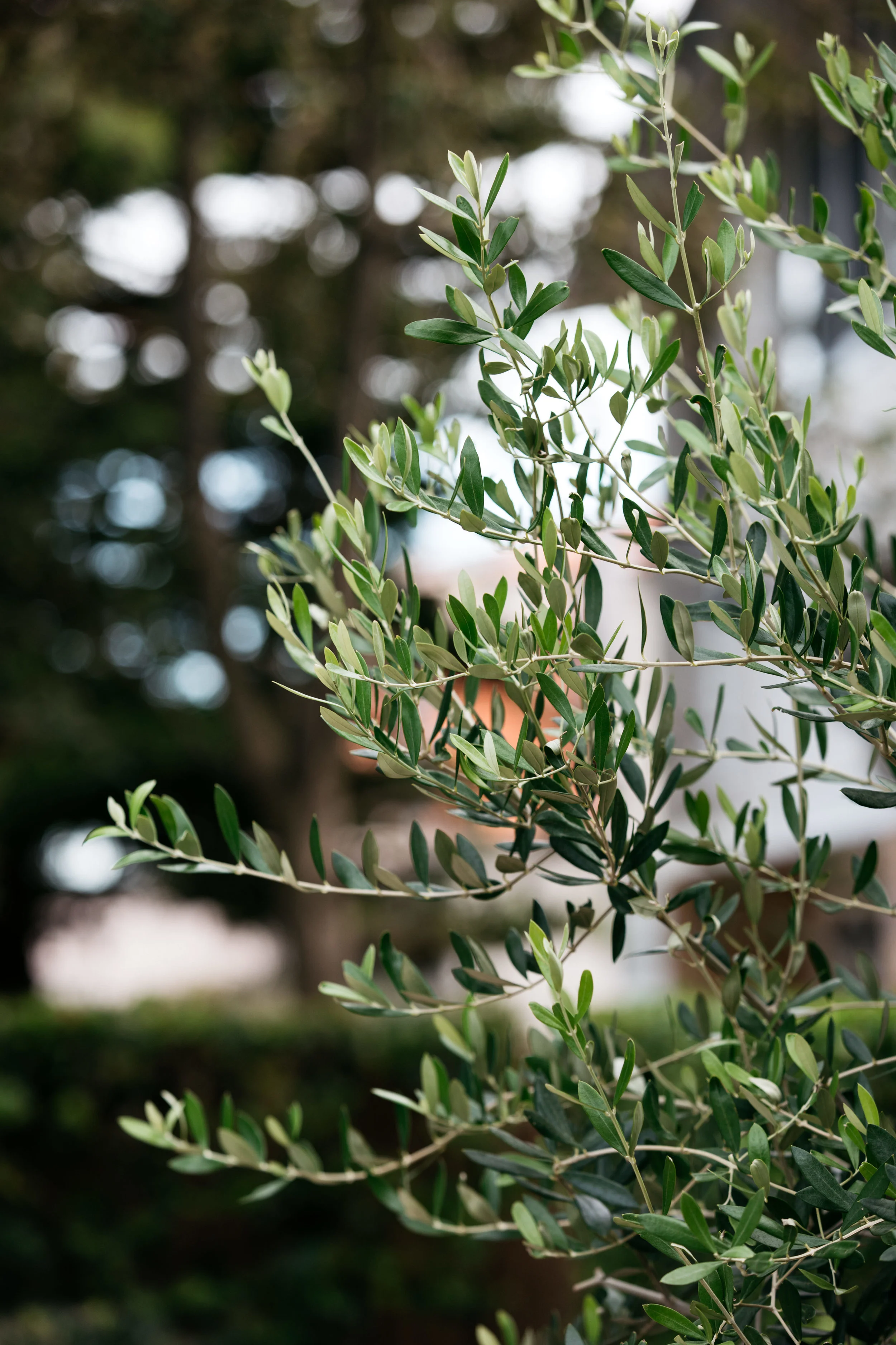 sydney landscaping.jpg