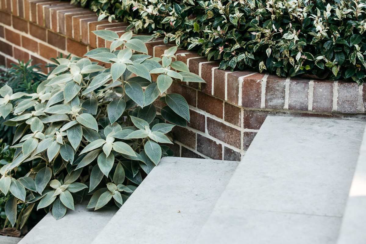 crassula.jpg