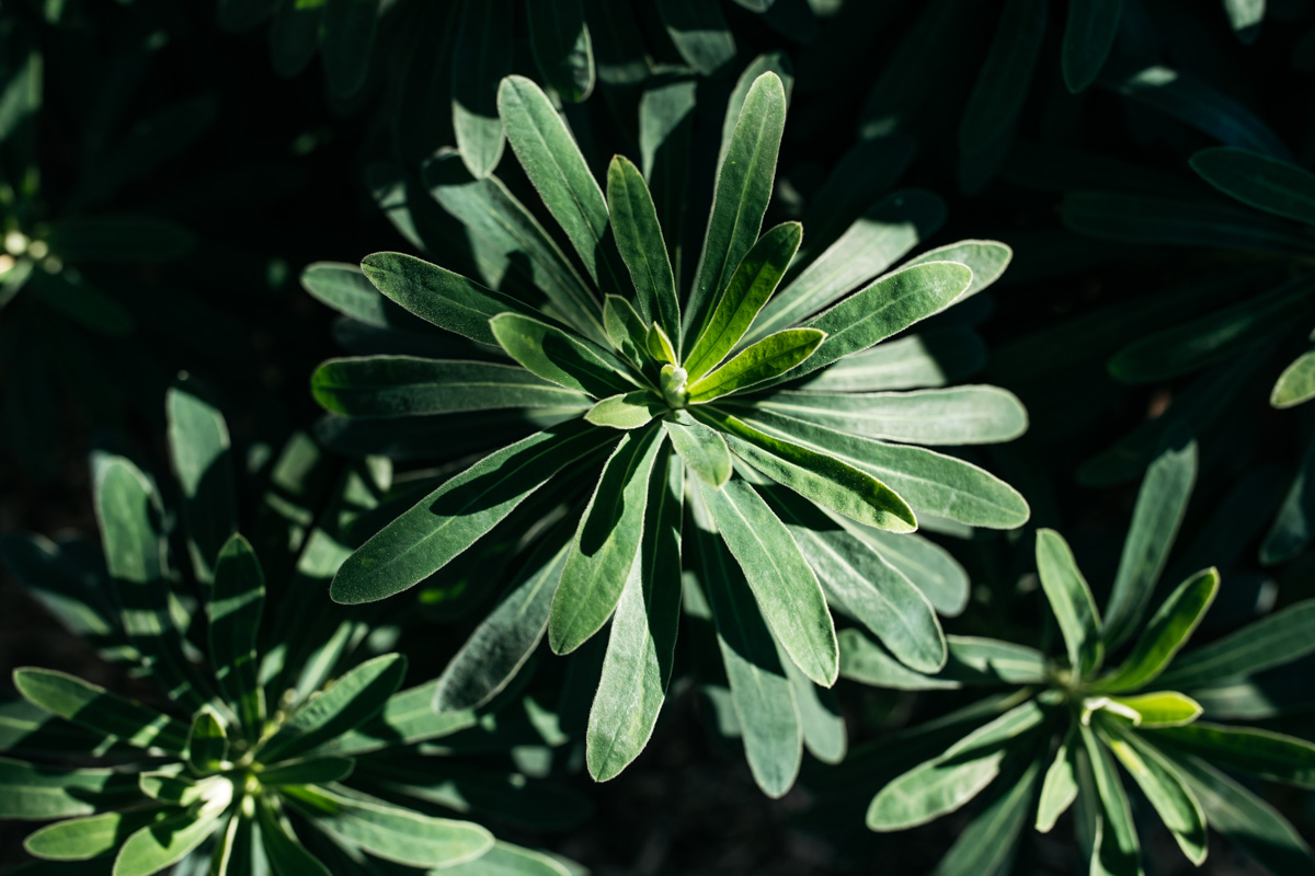 Euphorbia.jpg