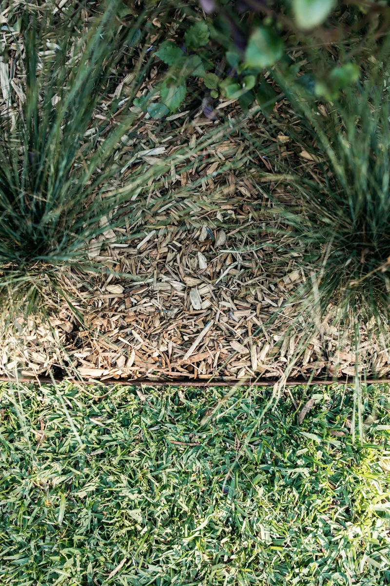 grasses.jpg