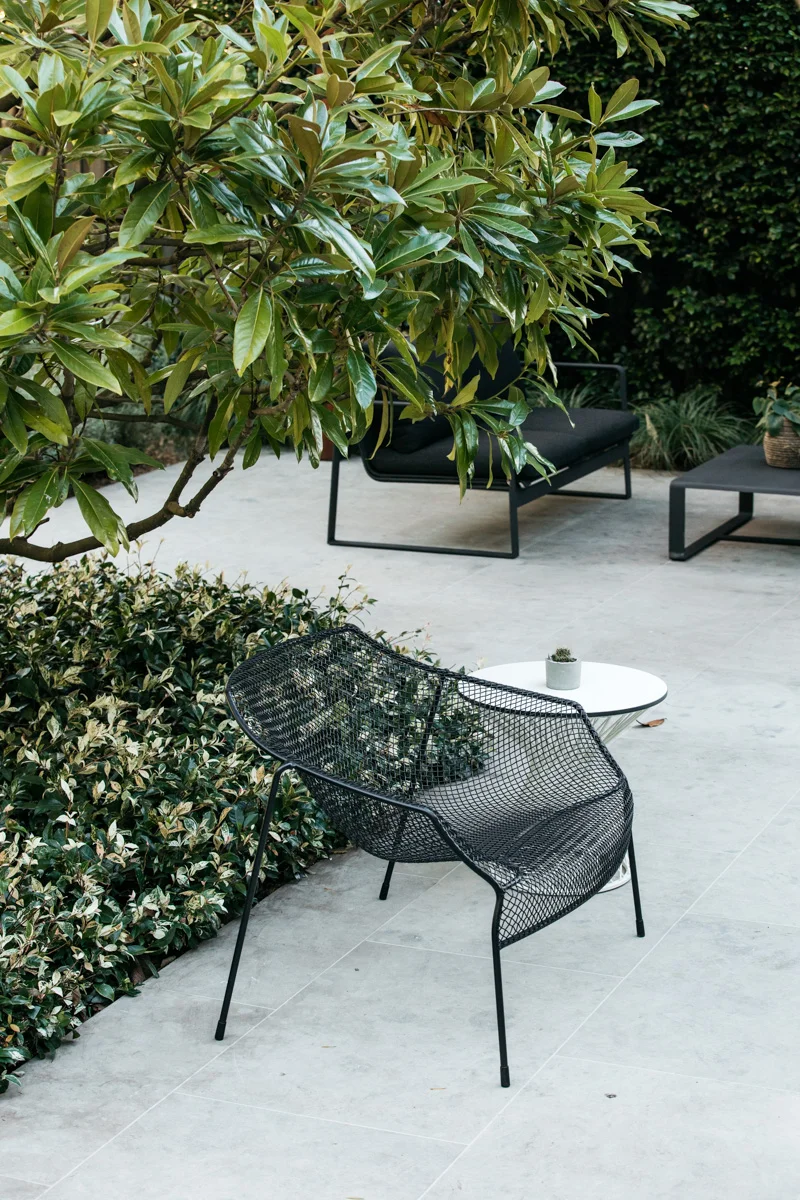 jasmine ground cover.jpg