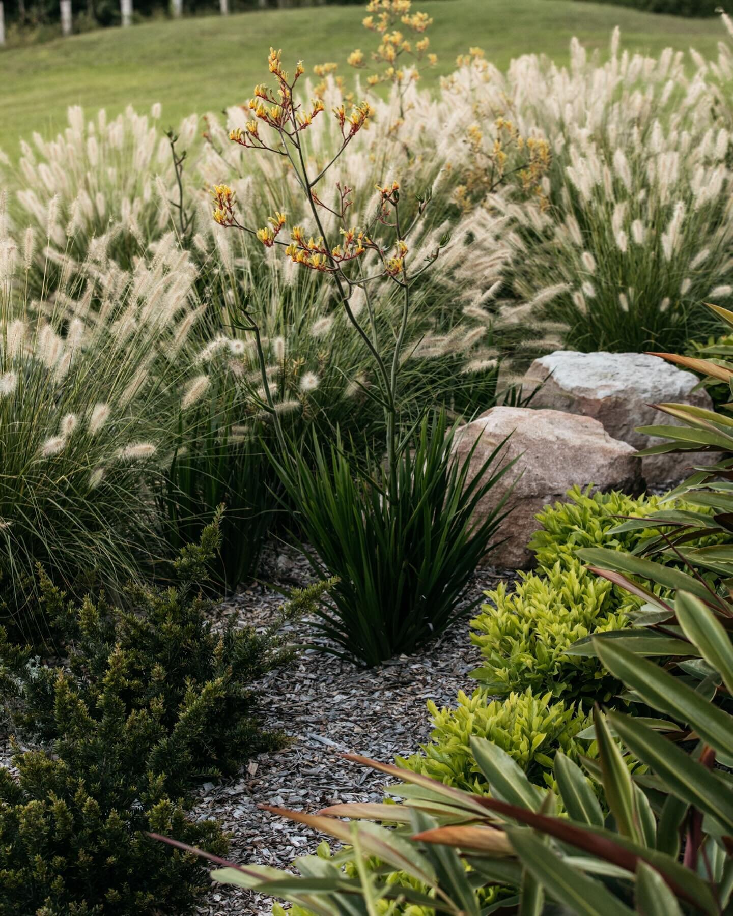 A small slice of one of my native gardens with its bright green and lime natives along with lots of texture from the nafray and red back ginger.