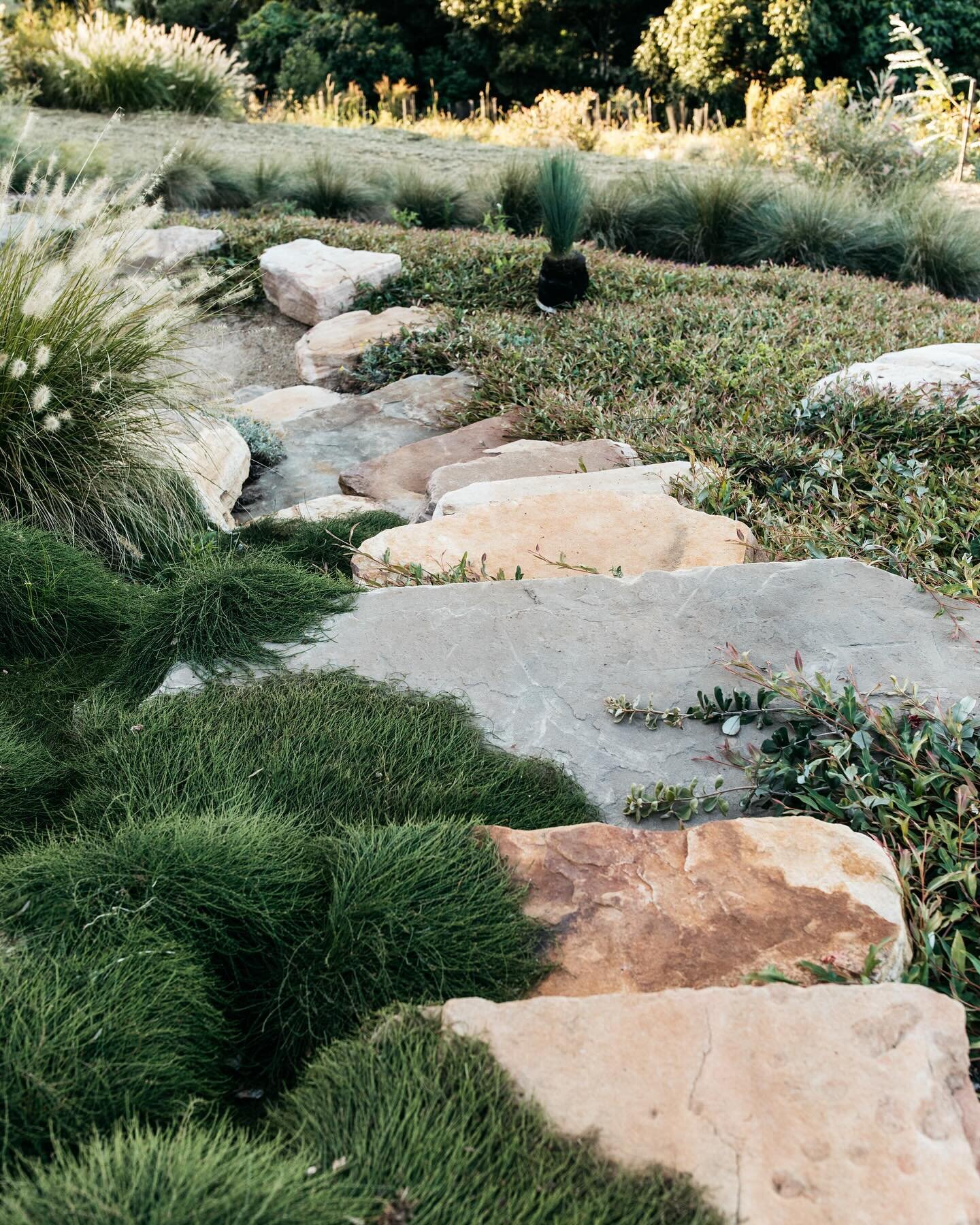 The ground covers filling out nicely over these sandstone steps. 👌🏽