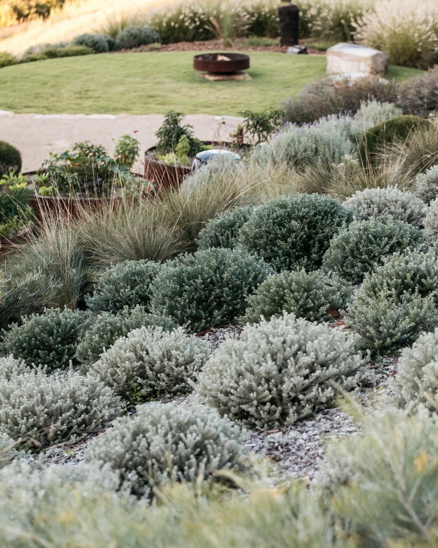 Sundays are a great day to get cracking in the garden. I recommend using native plants where you can. I like to use colour, foliage and form to contrast and  create interest and biodiversity. You can check out my ebook @guidetobettergardens for ideas