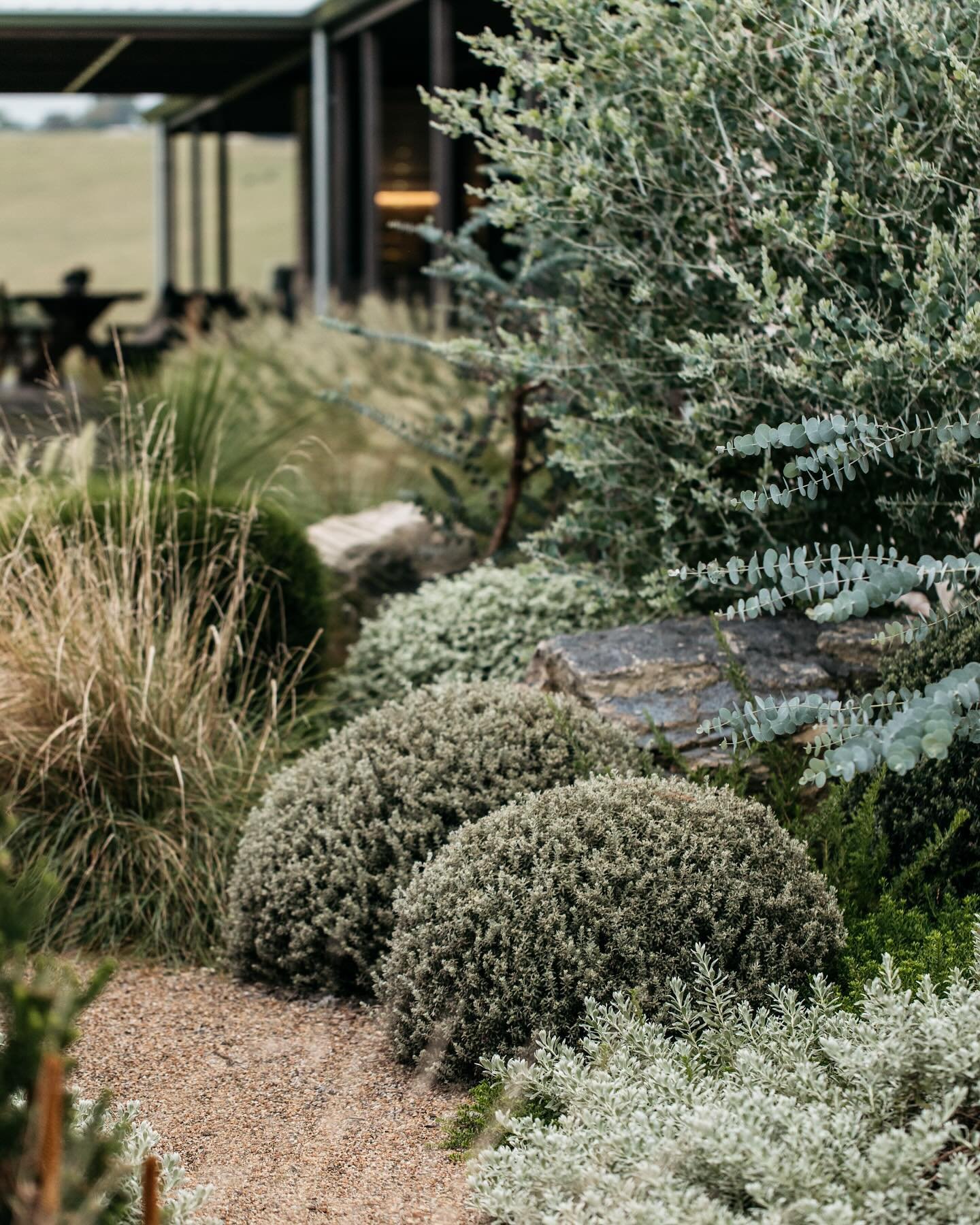 Meandering deco granite pathways bordered by mixed natives including clipped Westringias and flowering Pennisetum at our project in Bangalow.