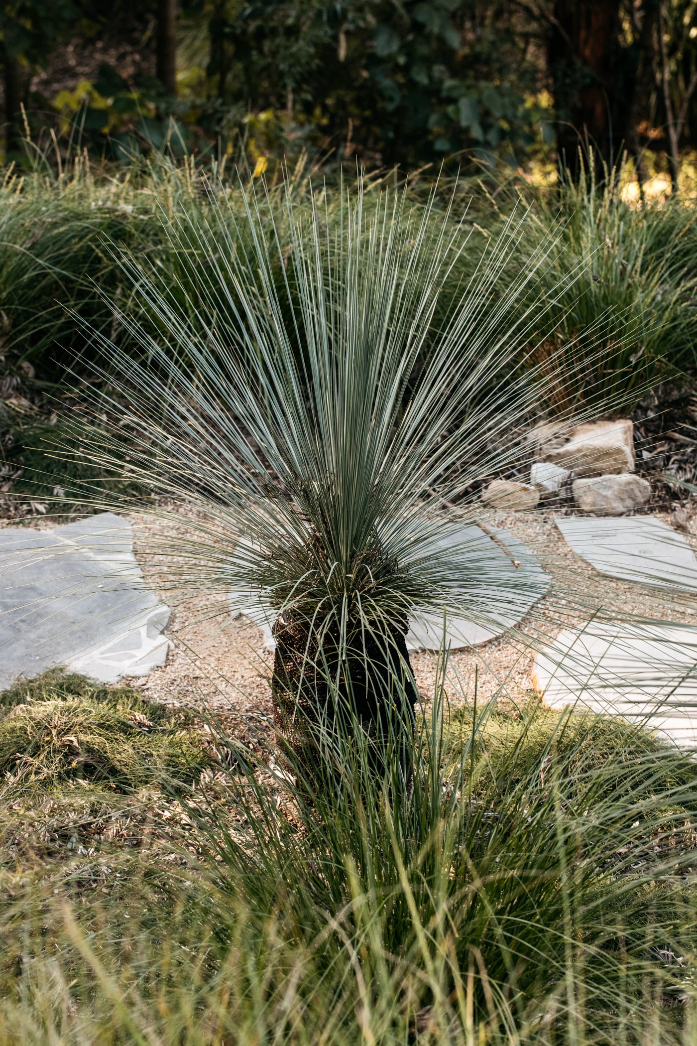 Fig Landscapes Garden Design and Build_Byron Bay_Ewingsdale31.jpg