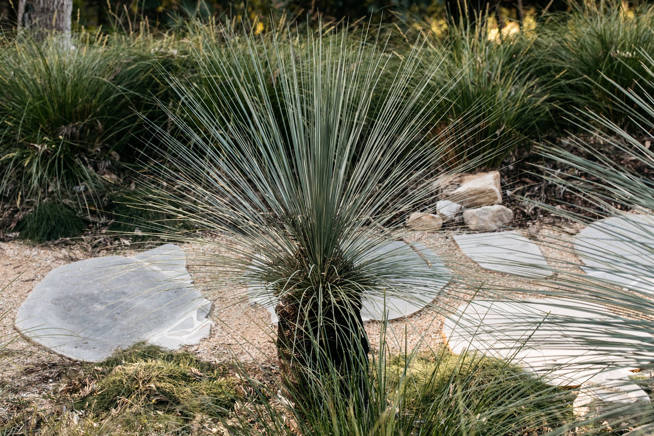 Fig Landscapes Garden Design and Build_Byron Bay_Ewingsdale32.jpg