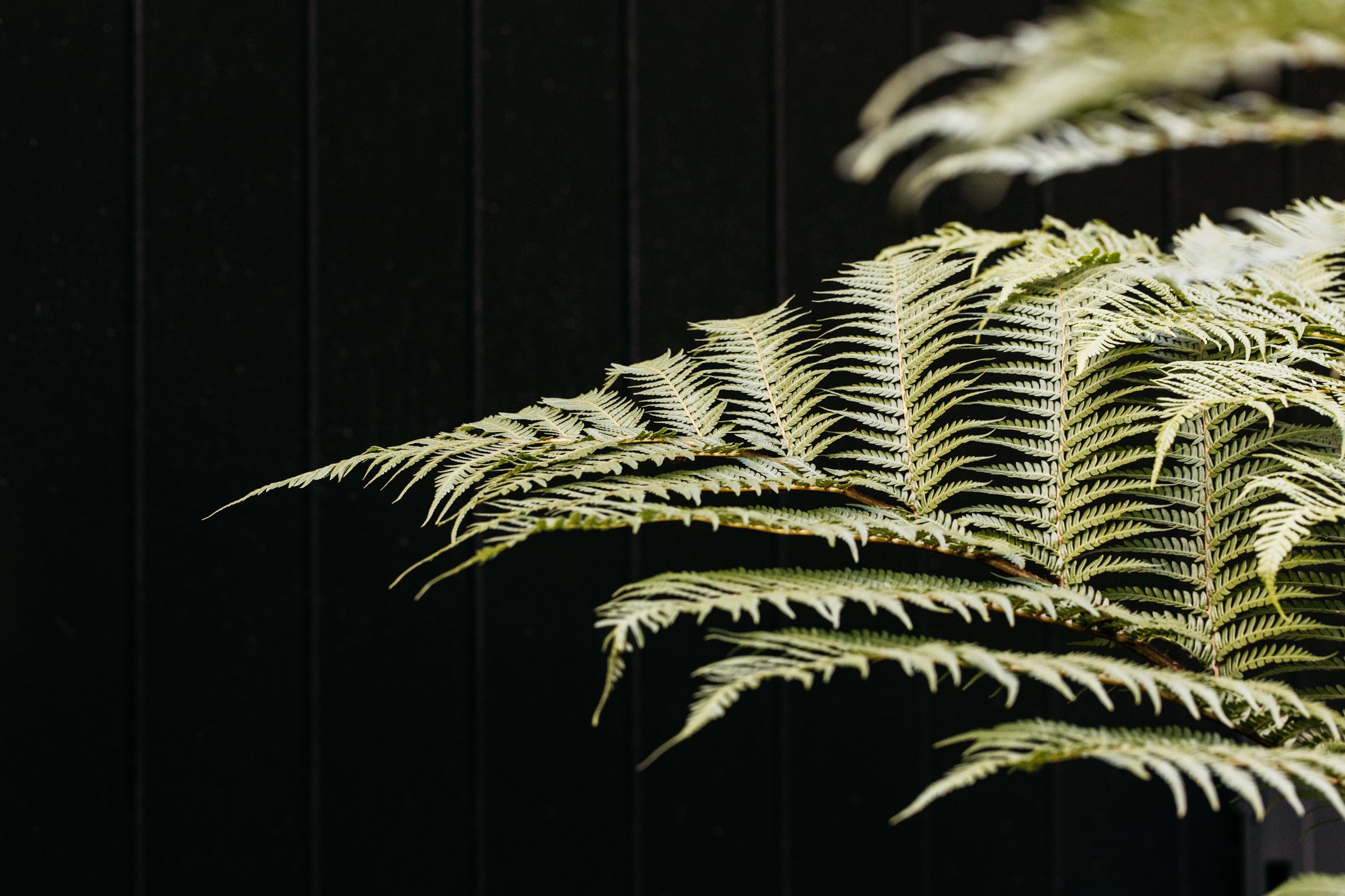 Fig Landscapes Garden Design and Build_Byron Bay_Ewingsdale46.jpg