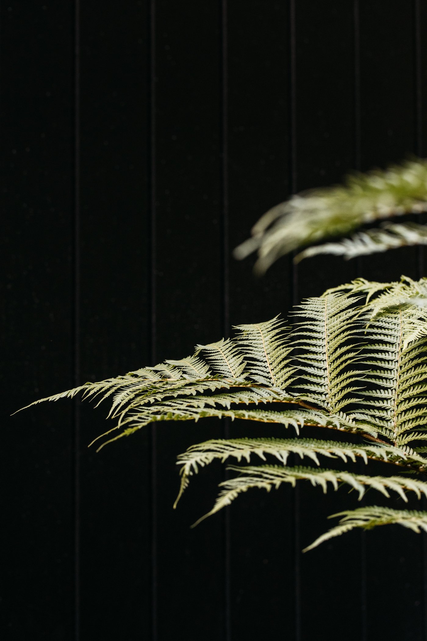 Fig Landscapes Garden Design and Build_Byron Bay_Ewingsdale47.jpg