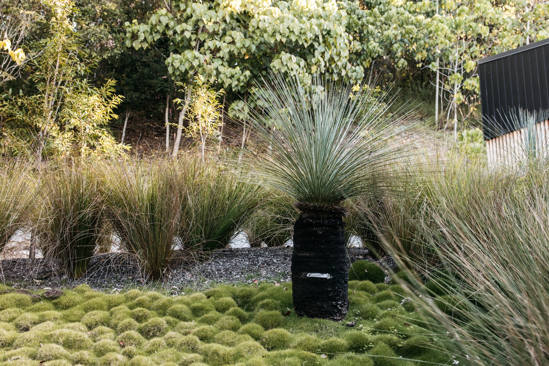 Fig Landscapes Garden Design and Build_Byron Bay_Ewingsdale50.jpg