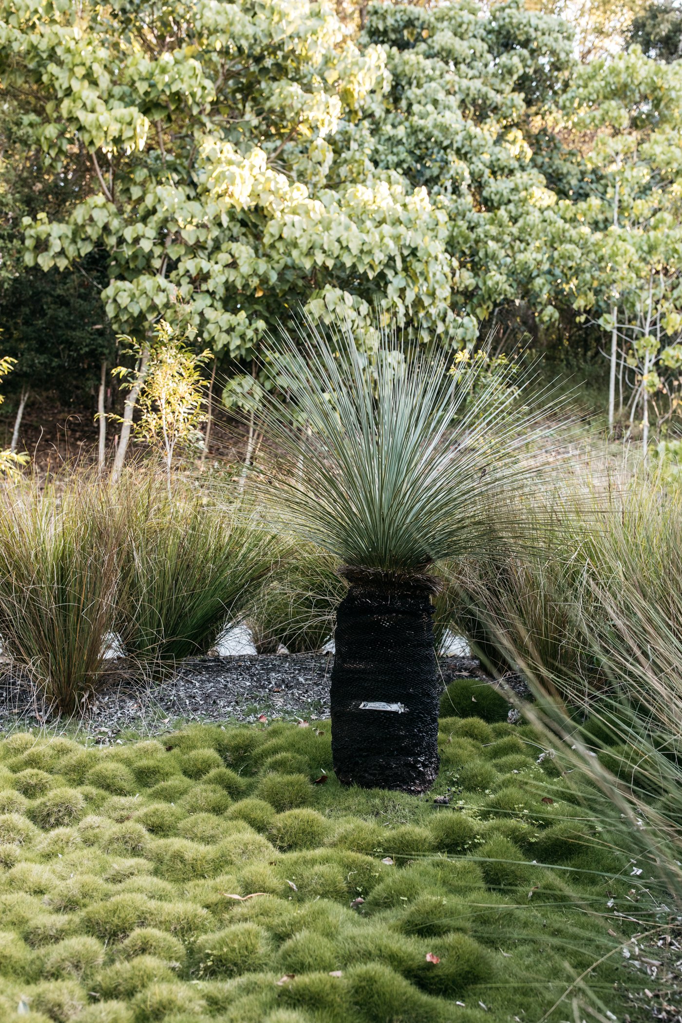 Fig Landscapes Garden Design and Build_Byron Bay_Ewingsdale51.jpg