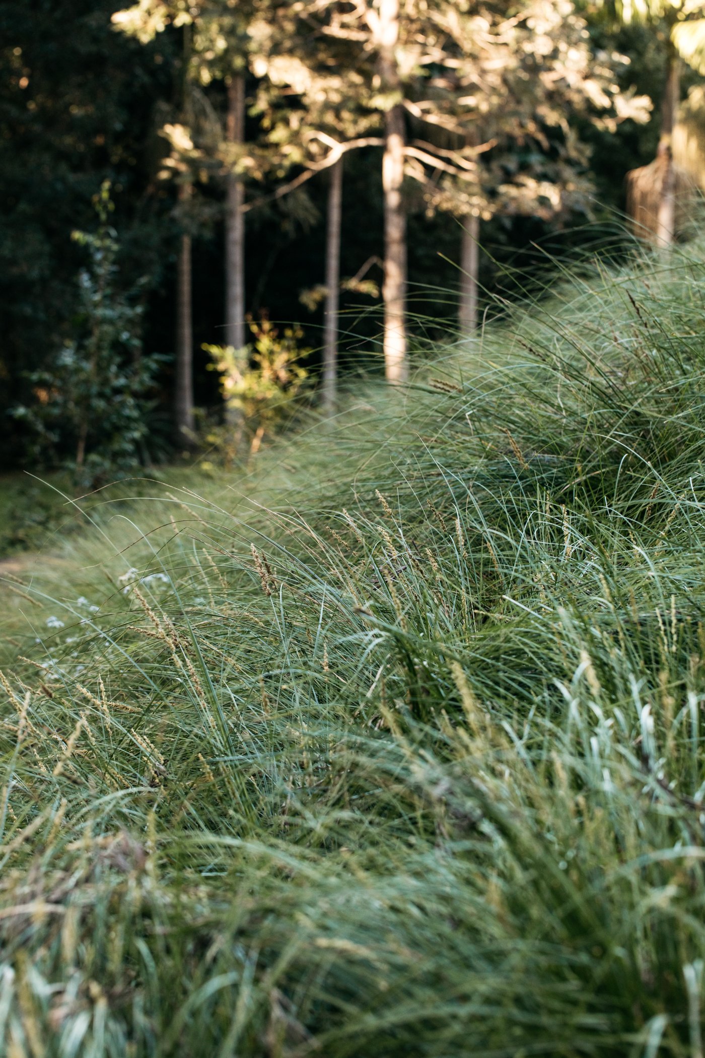 Fig Landscapes Garden Design and Build_Byron Bay_Ewingsdale63.jpg