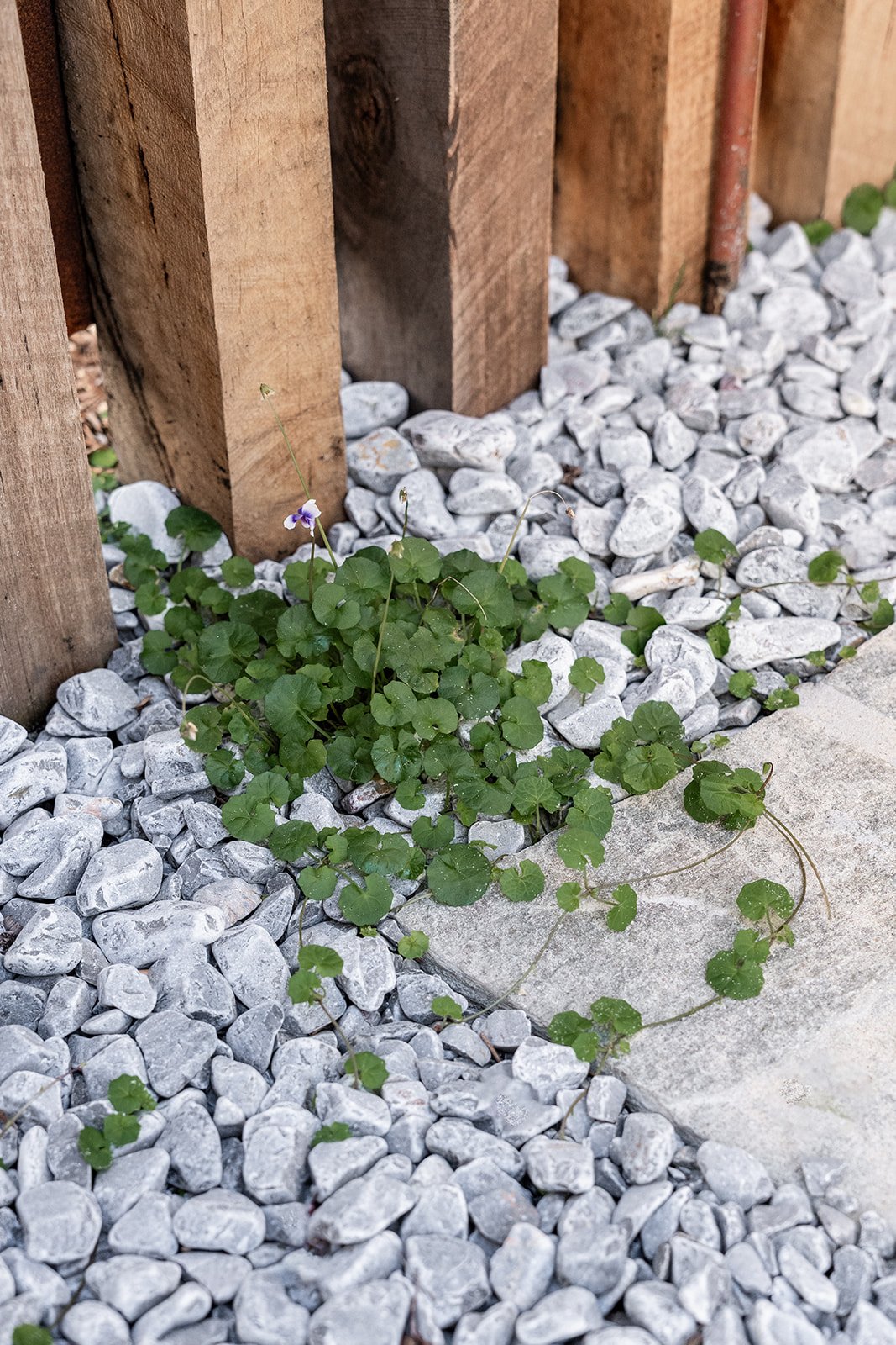 Fig Landscapes Garden Design and Build_Northern Rivers_Hastings Point2.jpg