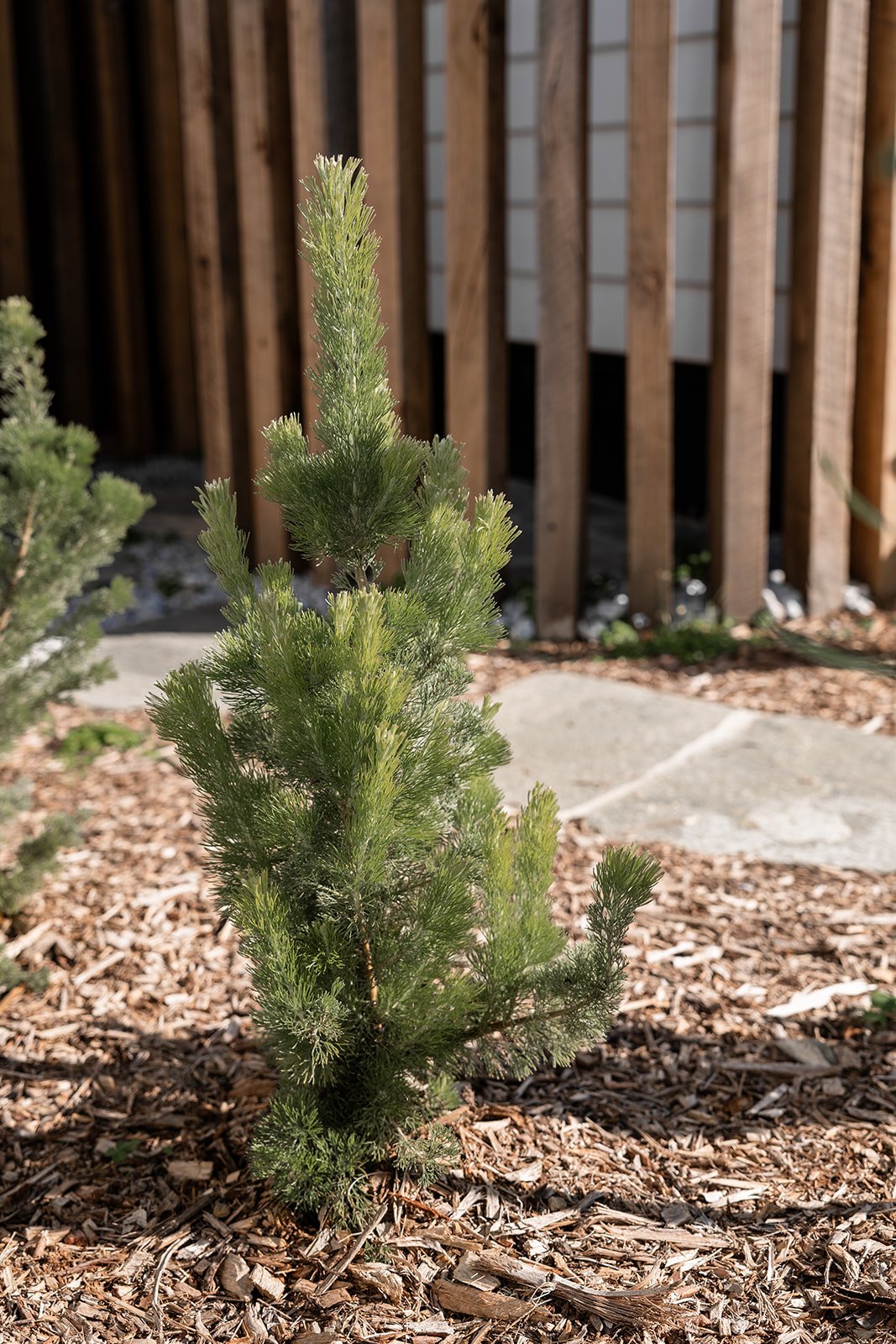 Fig Landscapes Garden Design and Build_Northern Rivers_Hastings Point7.jpg