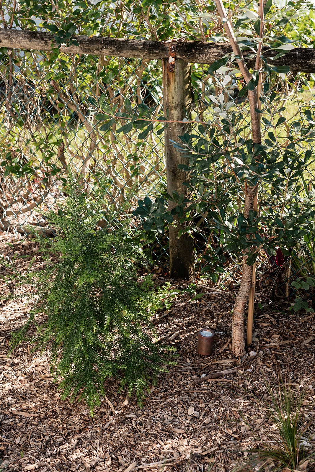 Fig Landscapes Garden Design and Build_Northern Rivers_Hastings Point15.jpg