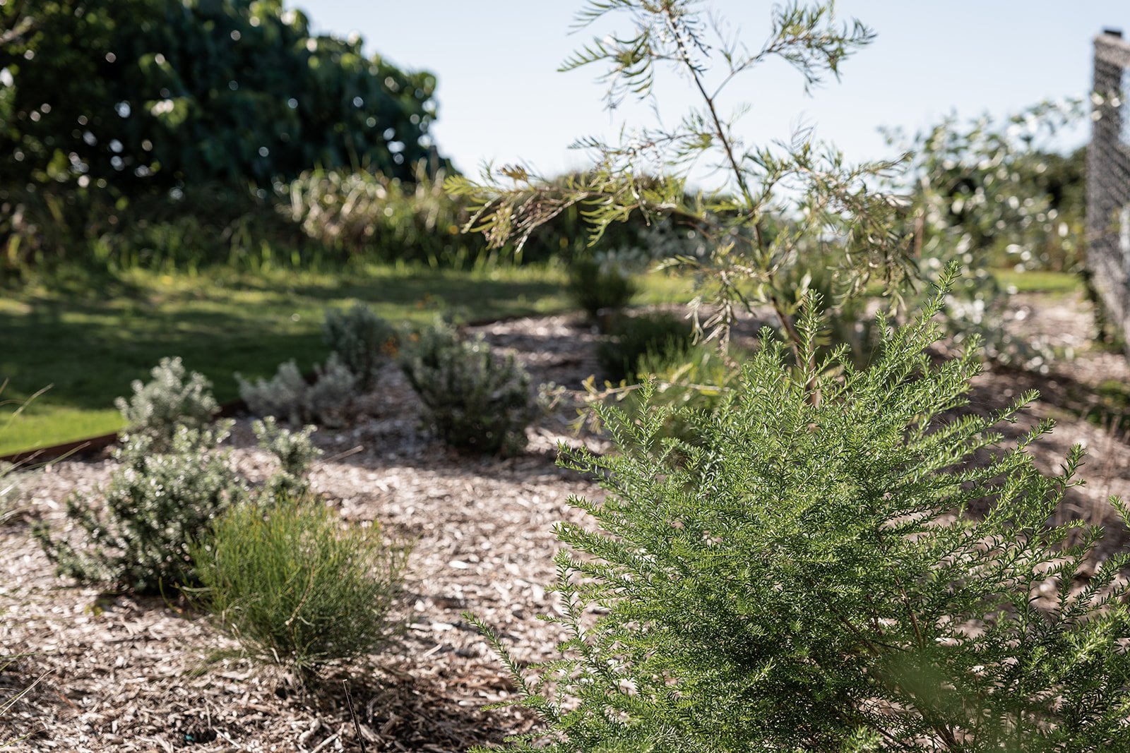 Fig Landscapes Garden Design and Build_Northern Rivers_Hastings Point21.jpg