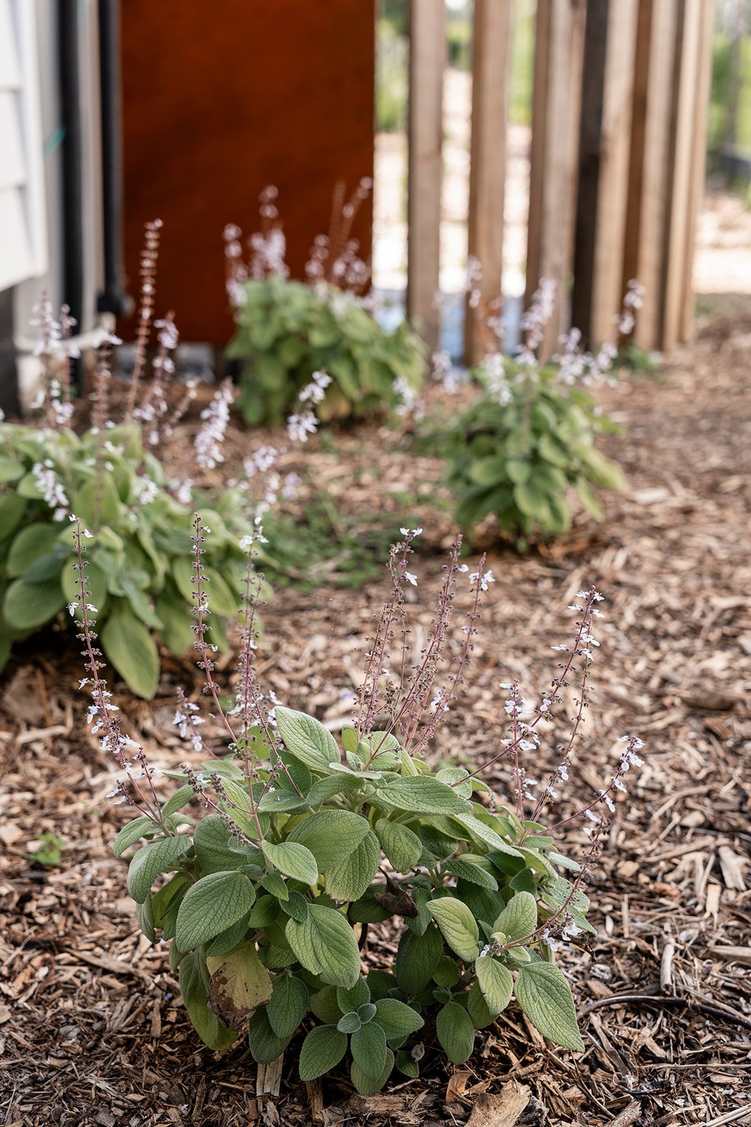 Fig Landscapes Garden Design and Build_Northern Rivers_Hastings Point30.jpg