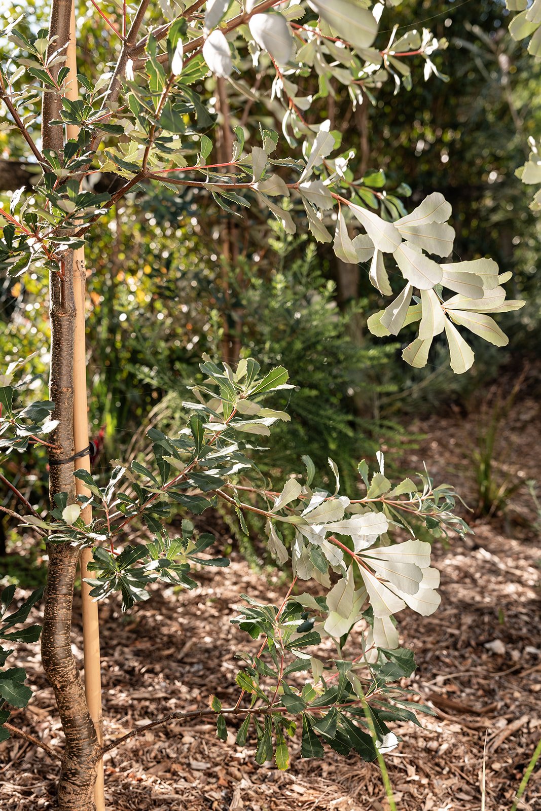 Fig Landscapes Garden Design and Build_Northern Rivers_Hastings Point33.jpg