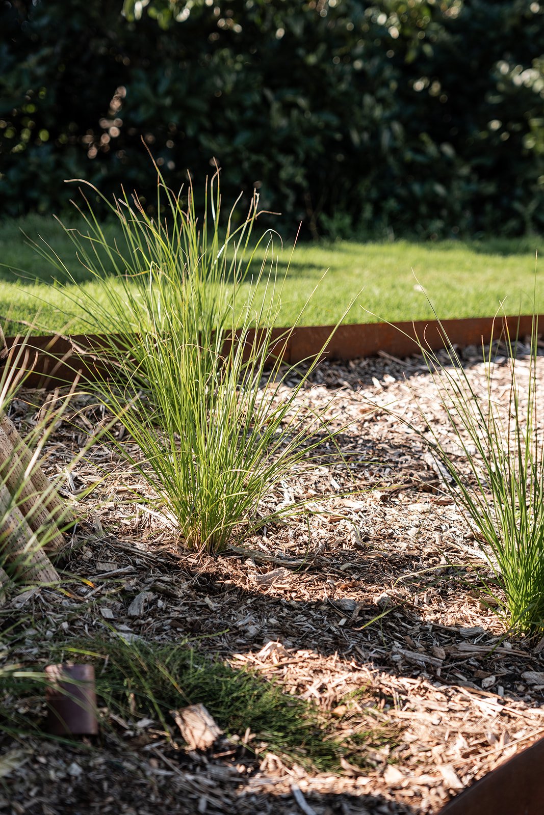 Fig Landscapes Garden Design and Build_Northern Rivers_Hastings Point36.jpg