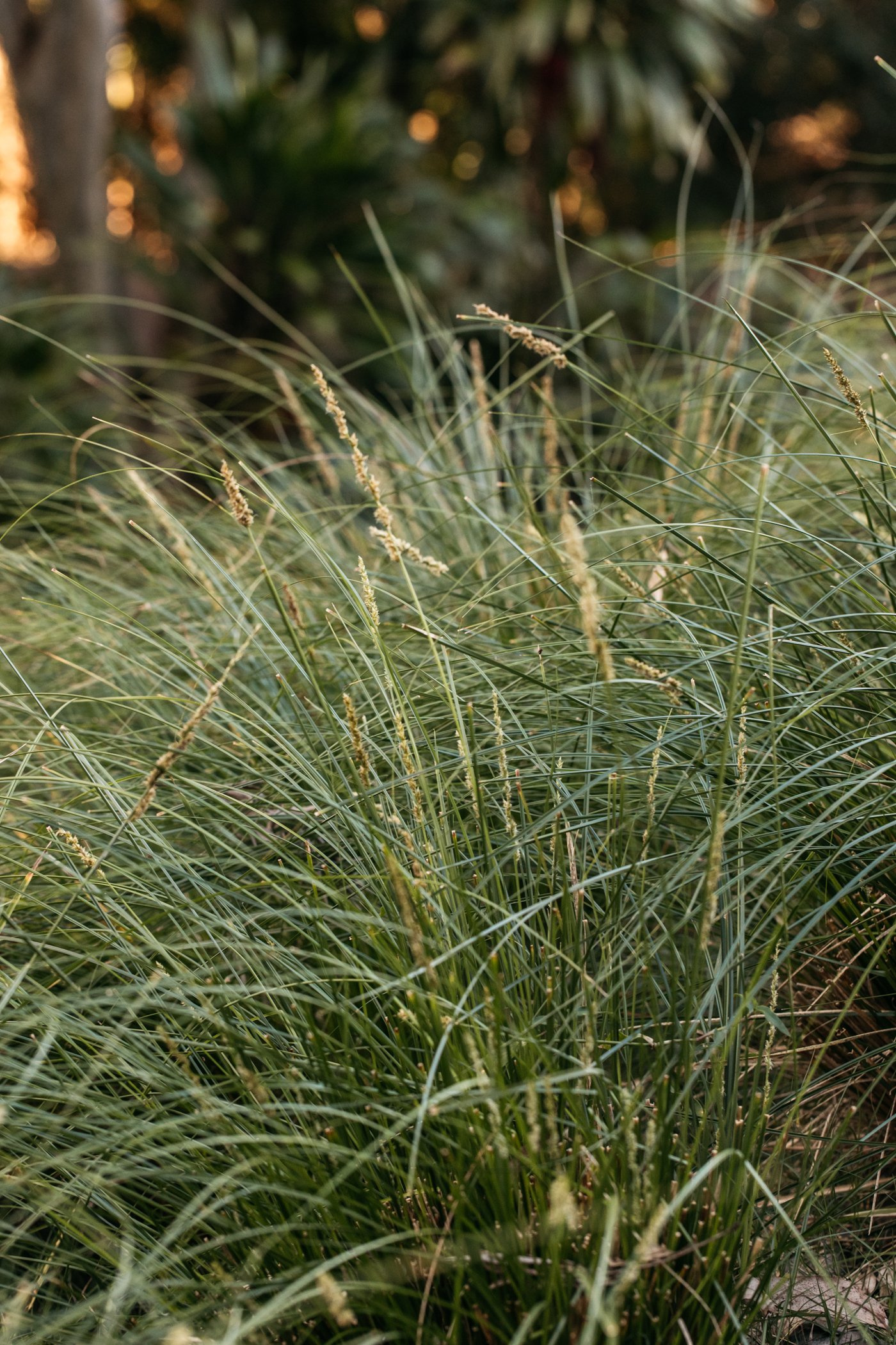 Fig Landscapes Garden Design and Build_Byron Bay_Ewingsdale84.jpg