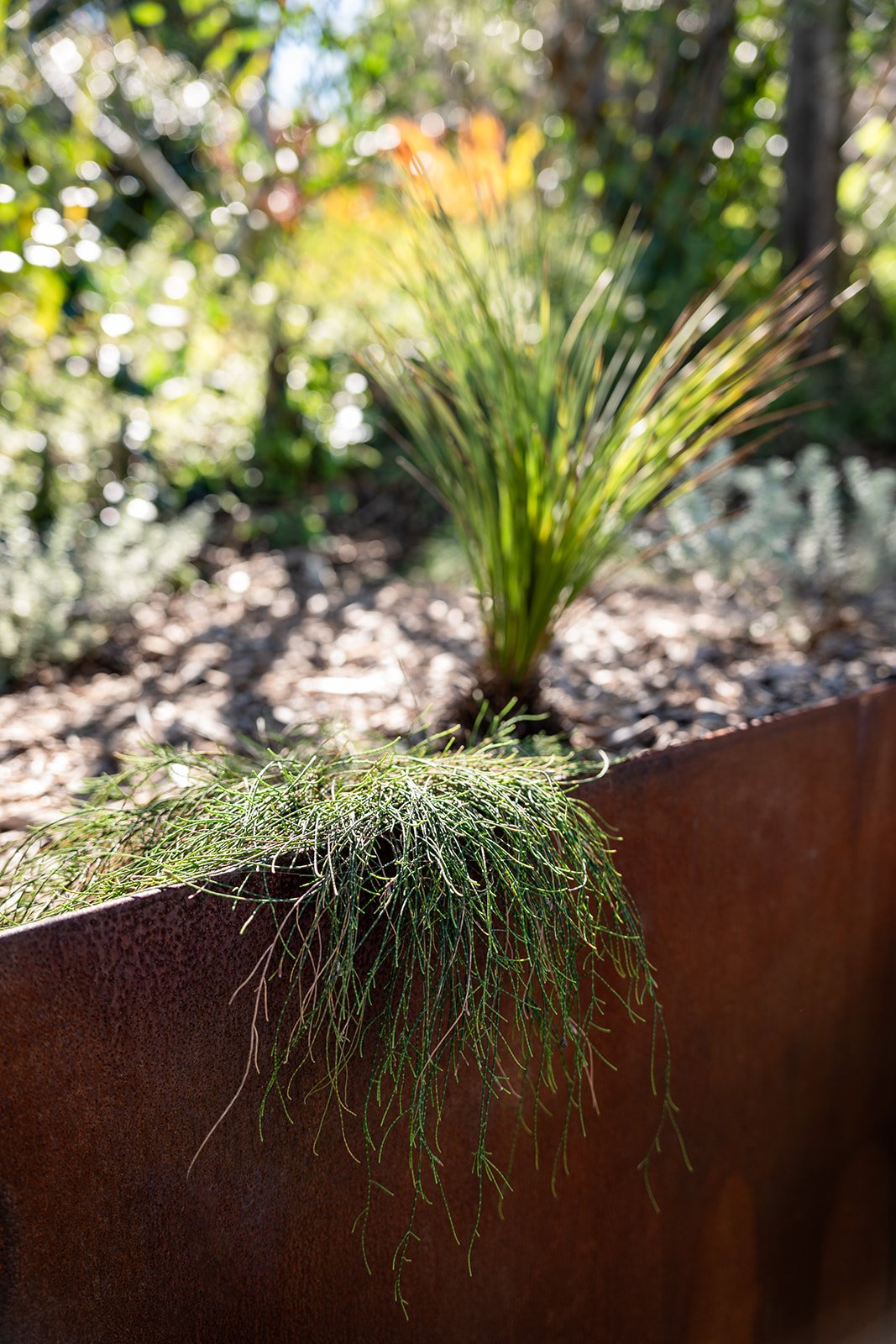 Fig Landscapes Garden Design and Build_Northern Rivers_Hastings Point40.jpg