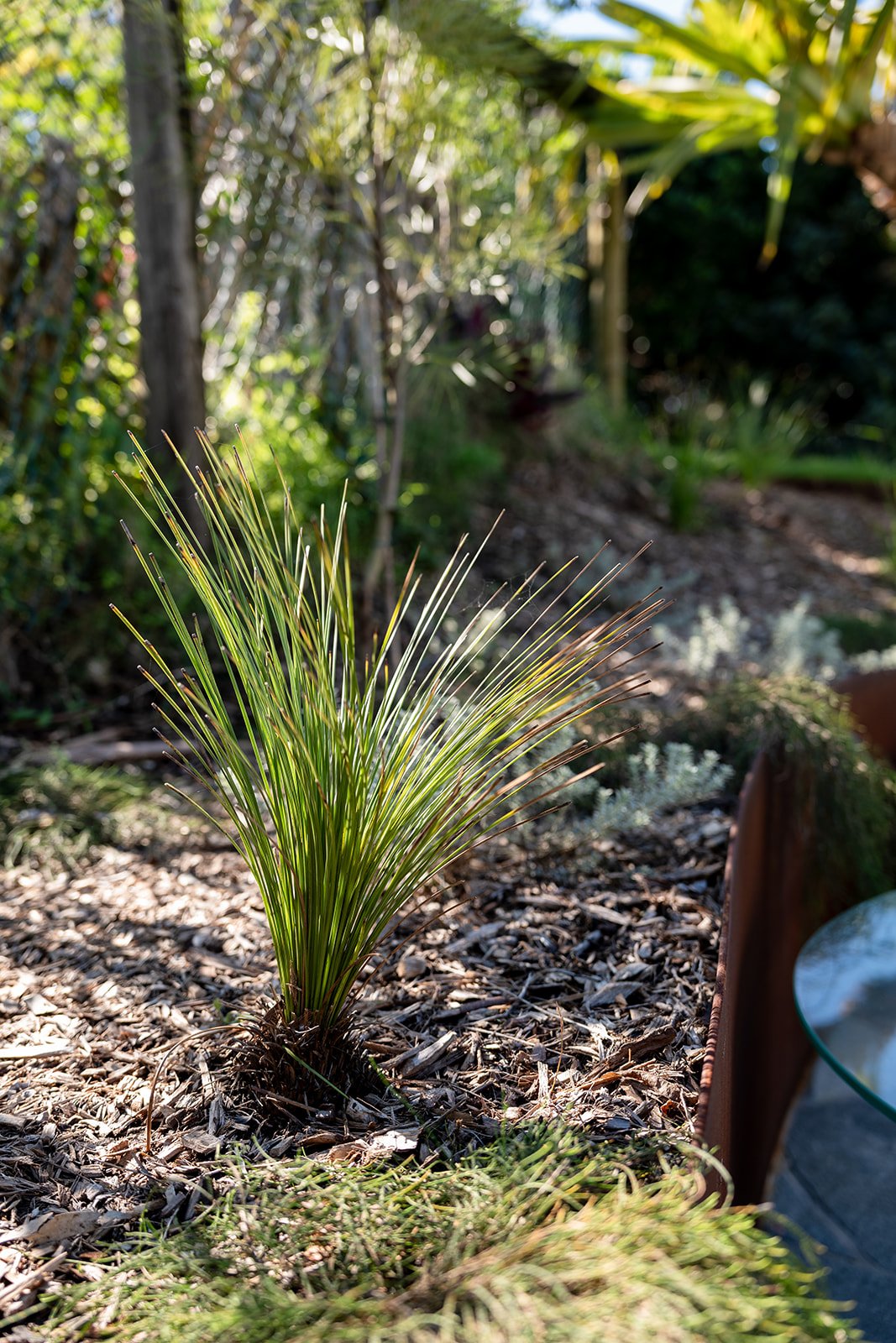 Fig Landscapes Garden Design and Build_Northern Rivers_Hastings Point41.jpg