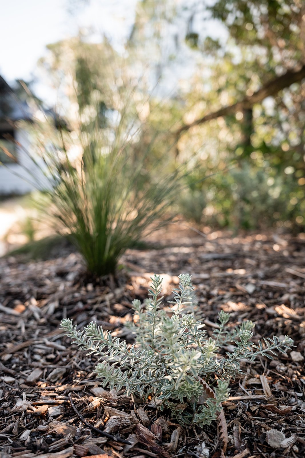 Fig Landscapes Garden Design and Build_Northern Rivers_Hastings Point42.jpg