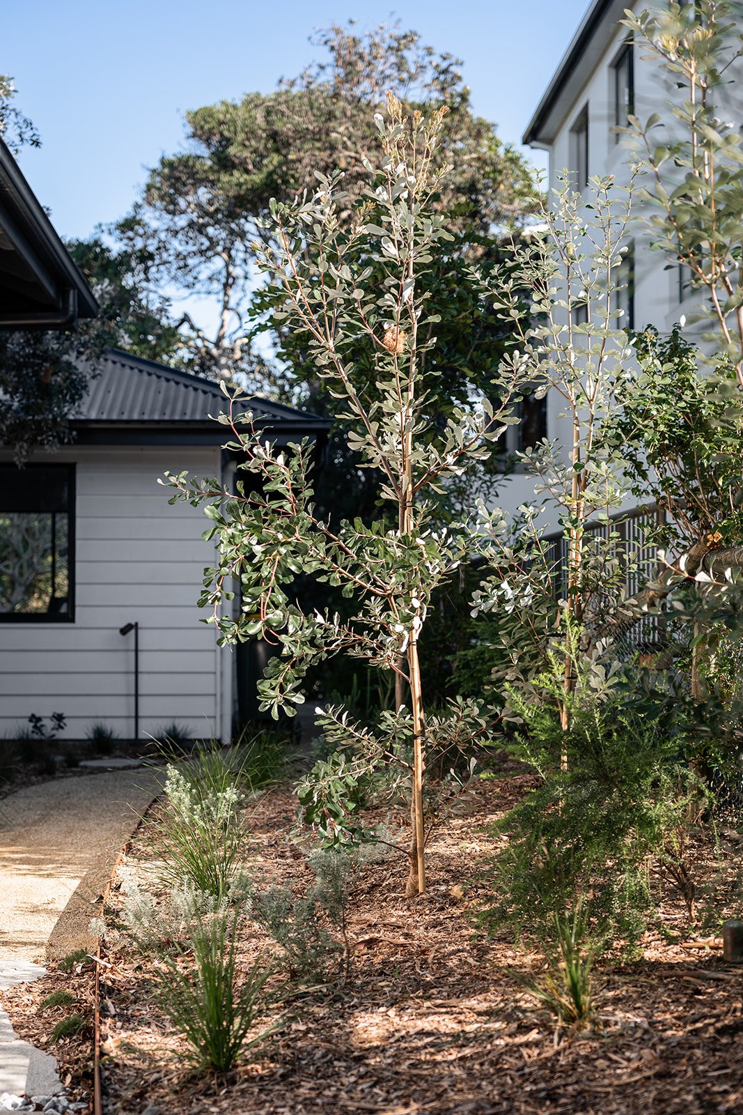 Fig Landscapes Garden Design and Build_Northern Rivers_Hastings Point43.jpg