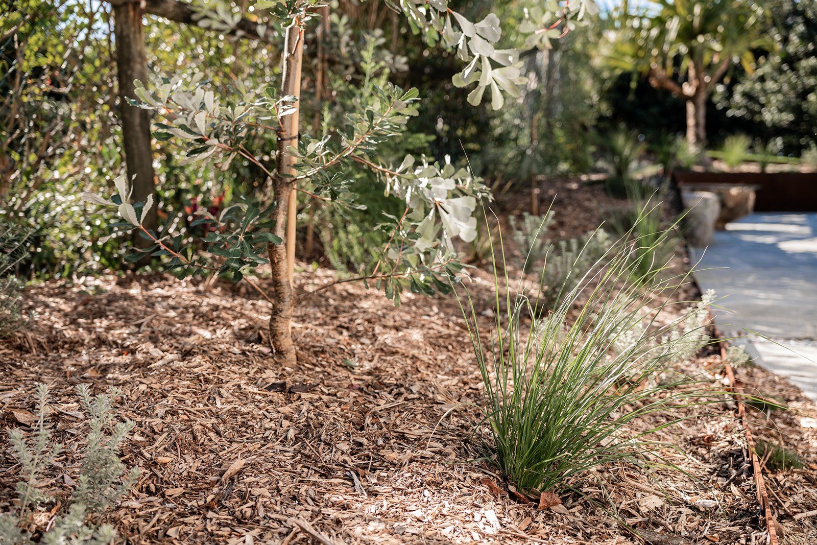 Fig Landscapes Garden Design and Build_Northern Rivers_Hastings Point46.jpg