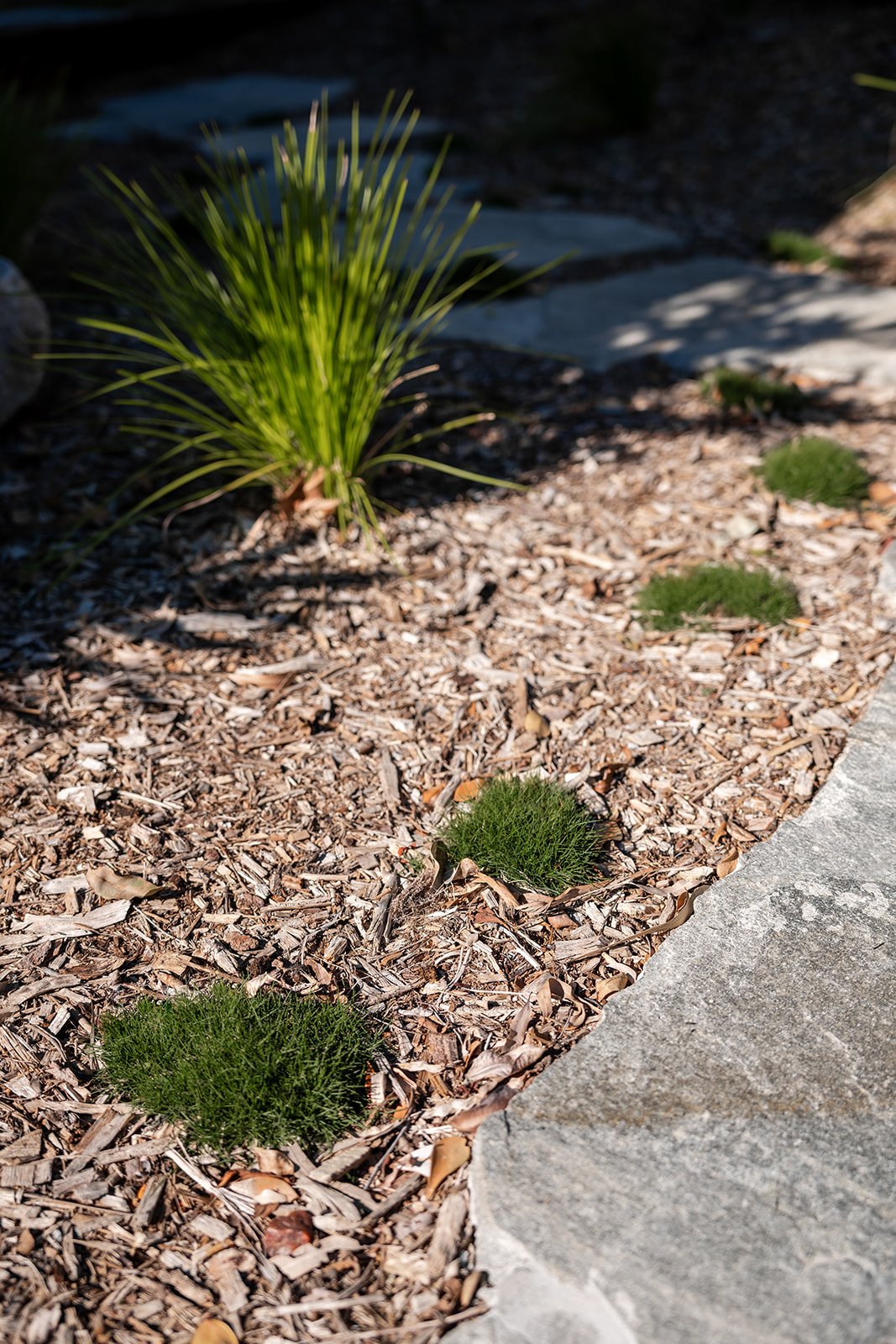 Fig Landscapes Garden Design and Build_Northern Rivers_Hastings Point47.jpg