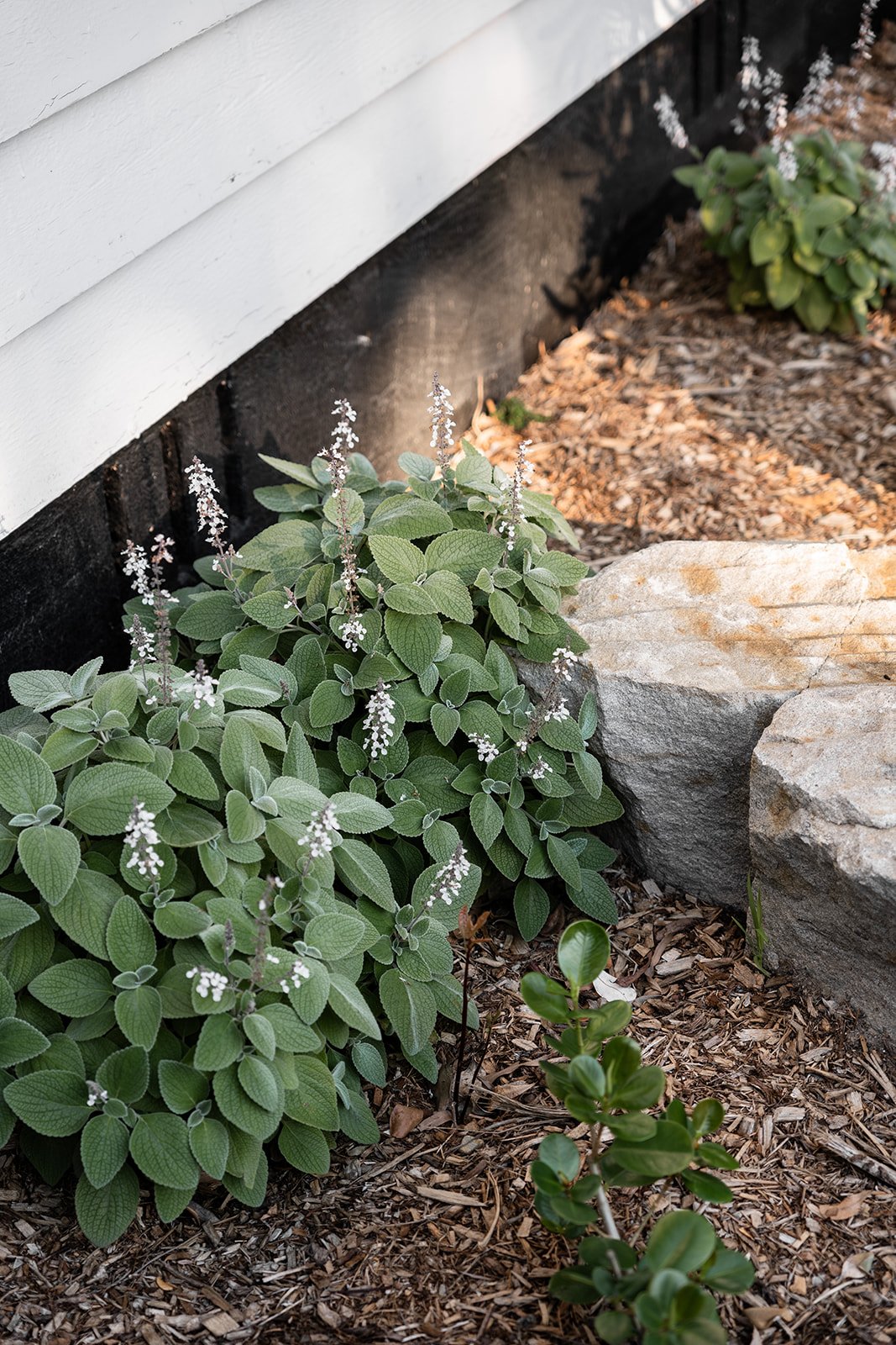 Fig Landscapes Garden Design and Build_Northern Rivers_Hastings Point57.jpg