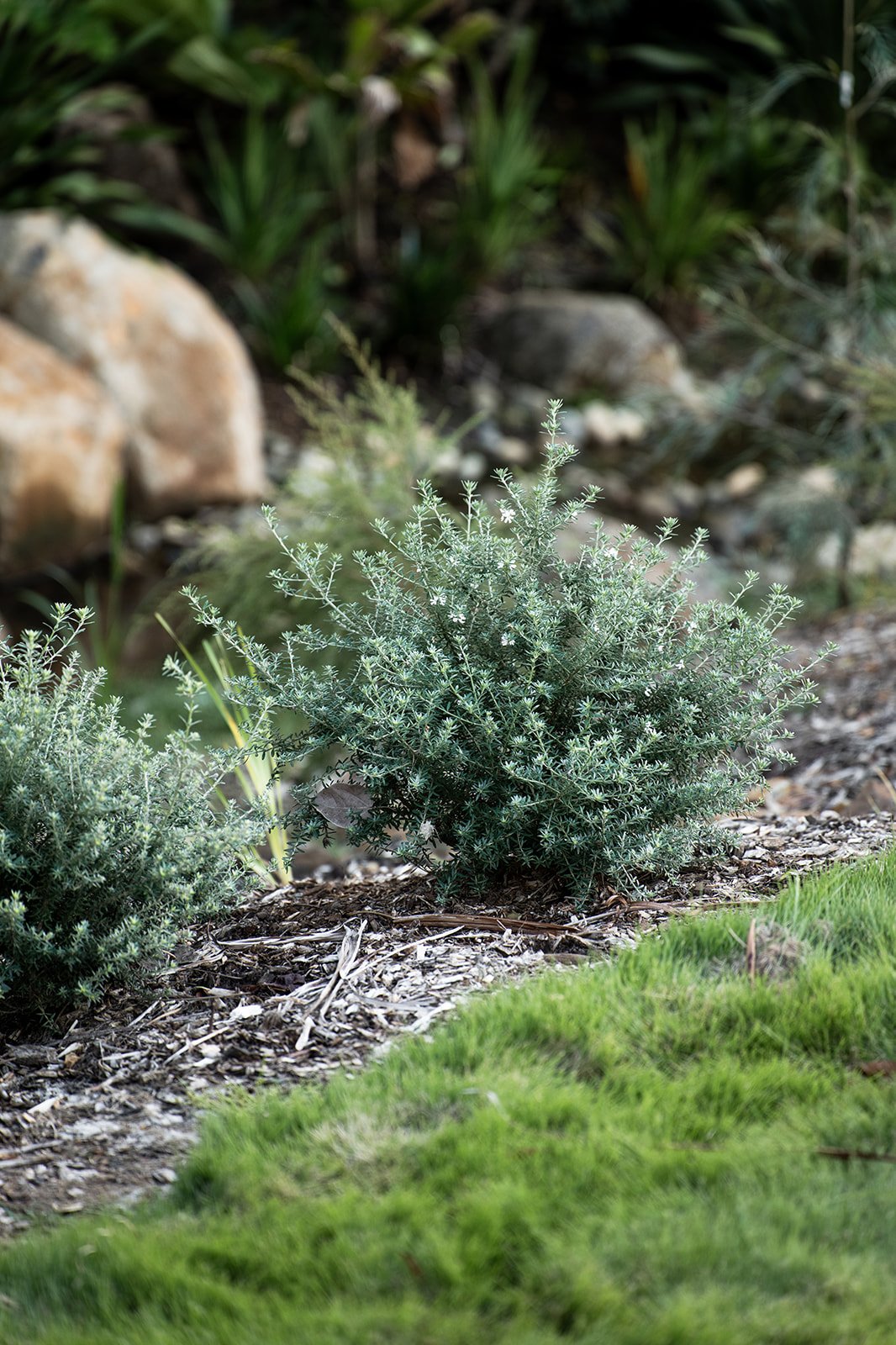 Fig Landscapes Garden Design and Build_Ewingsdale_Byron Bay19.jpg