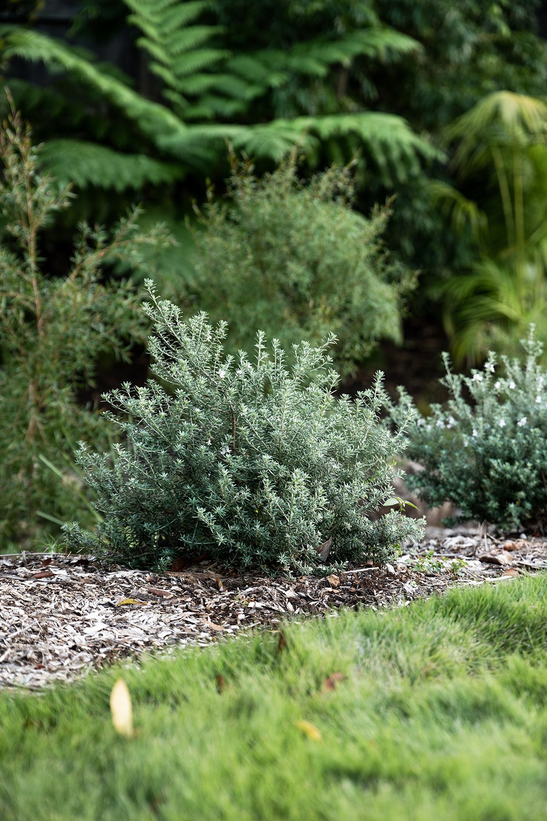 Fig Landscapes Garden Design and Build_Ewingsdale_Byron Bay20.jpg