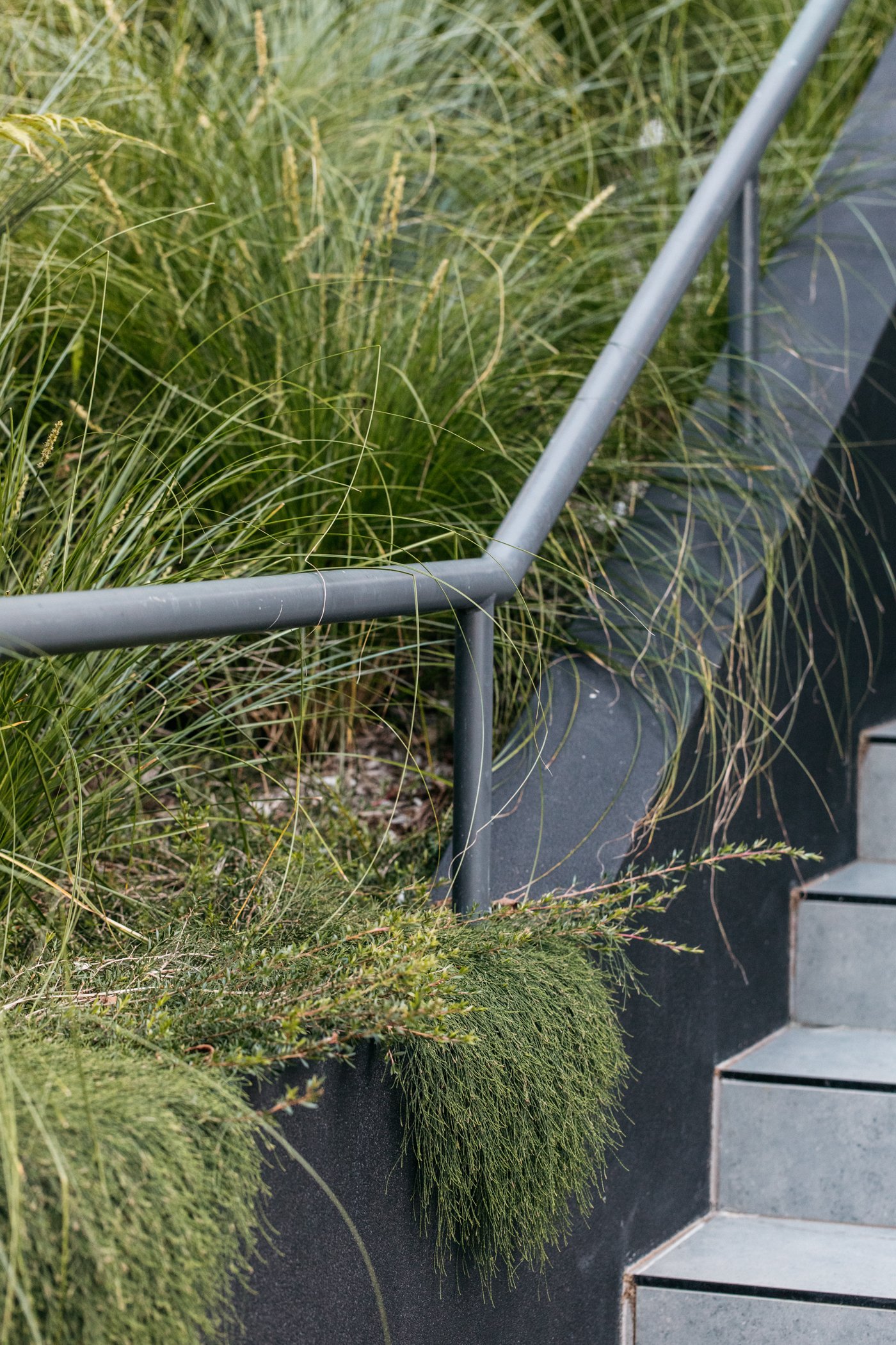 Fig Landscapes Garden Design and Build_Byron Bay_Ewingsdale91.jpg