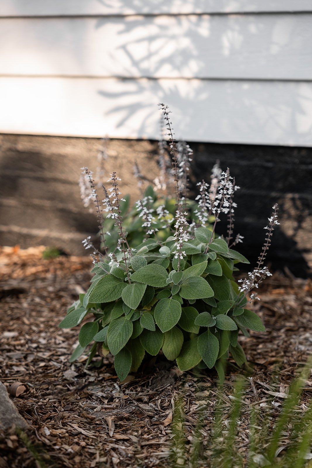 Fig Landscapes Garden Design and Build_Northern Rivers_Hastings Point61.jpg