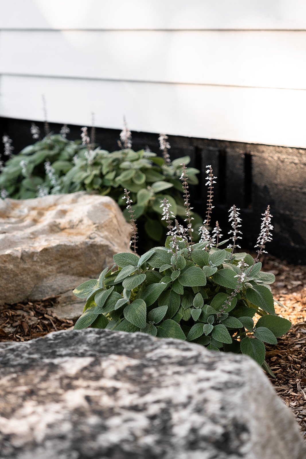 Fig Landscapes Garden Design and Build_Northern Rivers_Hastings Point62.jpg