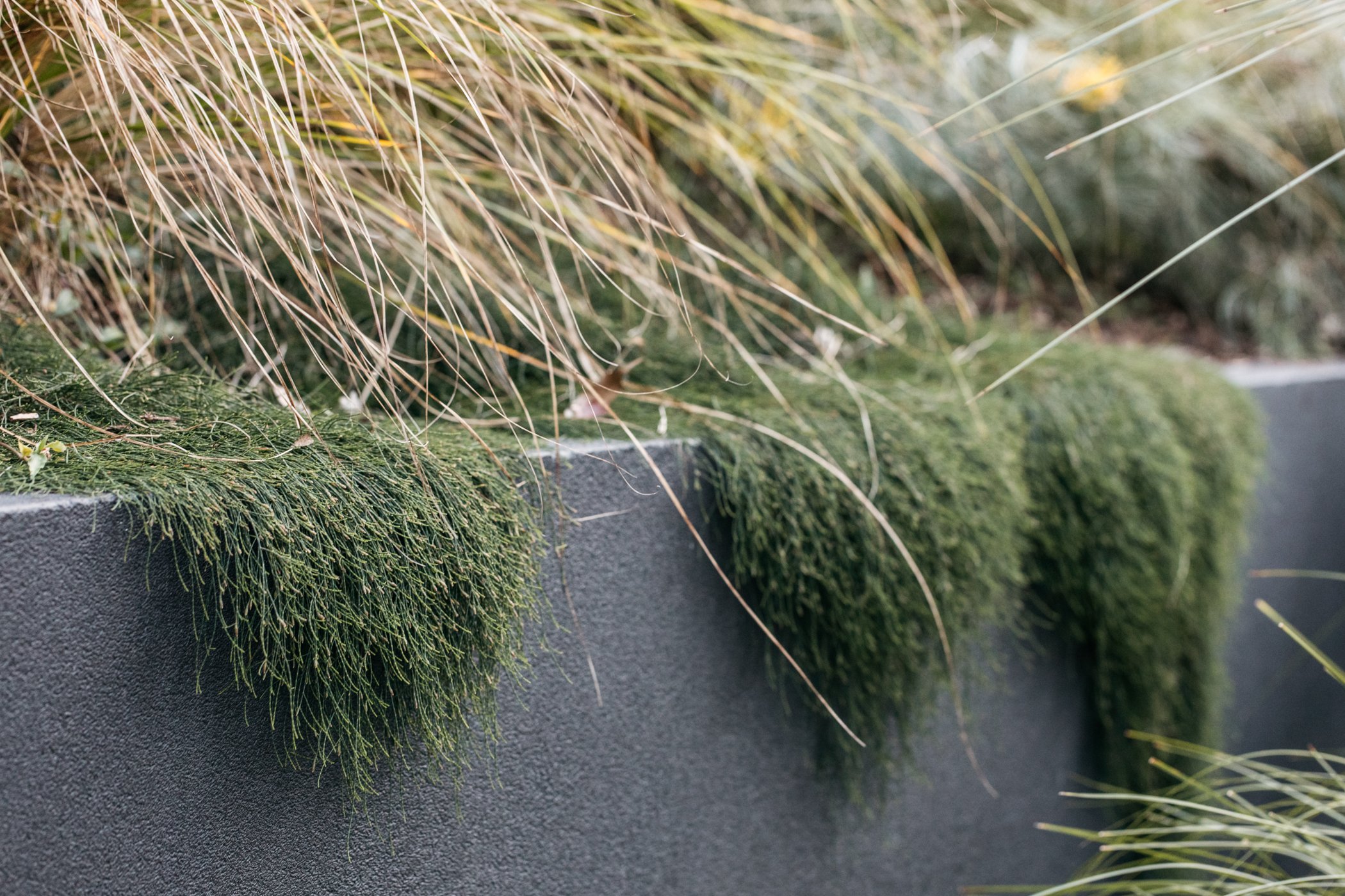 Fig Landscapes Garden Design and Build_Byron Bay_Ewingsdale92.jpg
