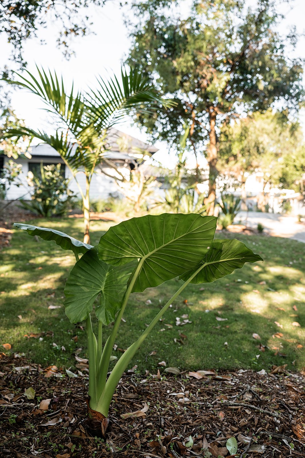 Fig Landscapes Garden Design and Build_Northern Rivers_Hastings Point67.jpg